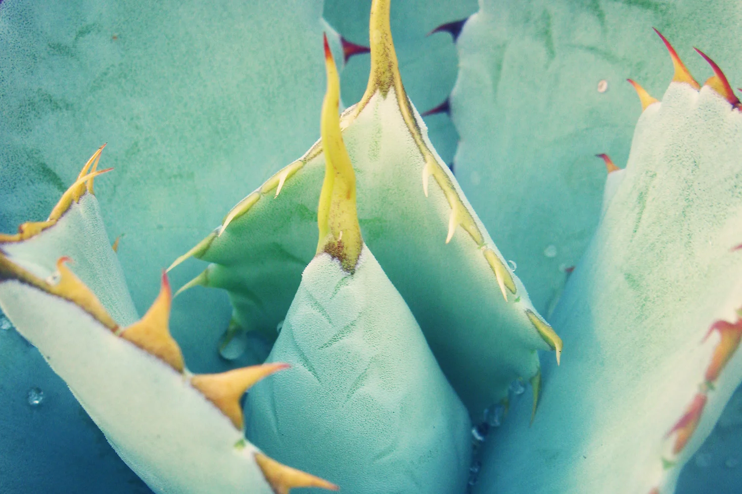 Succulents.jpg