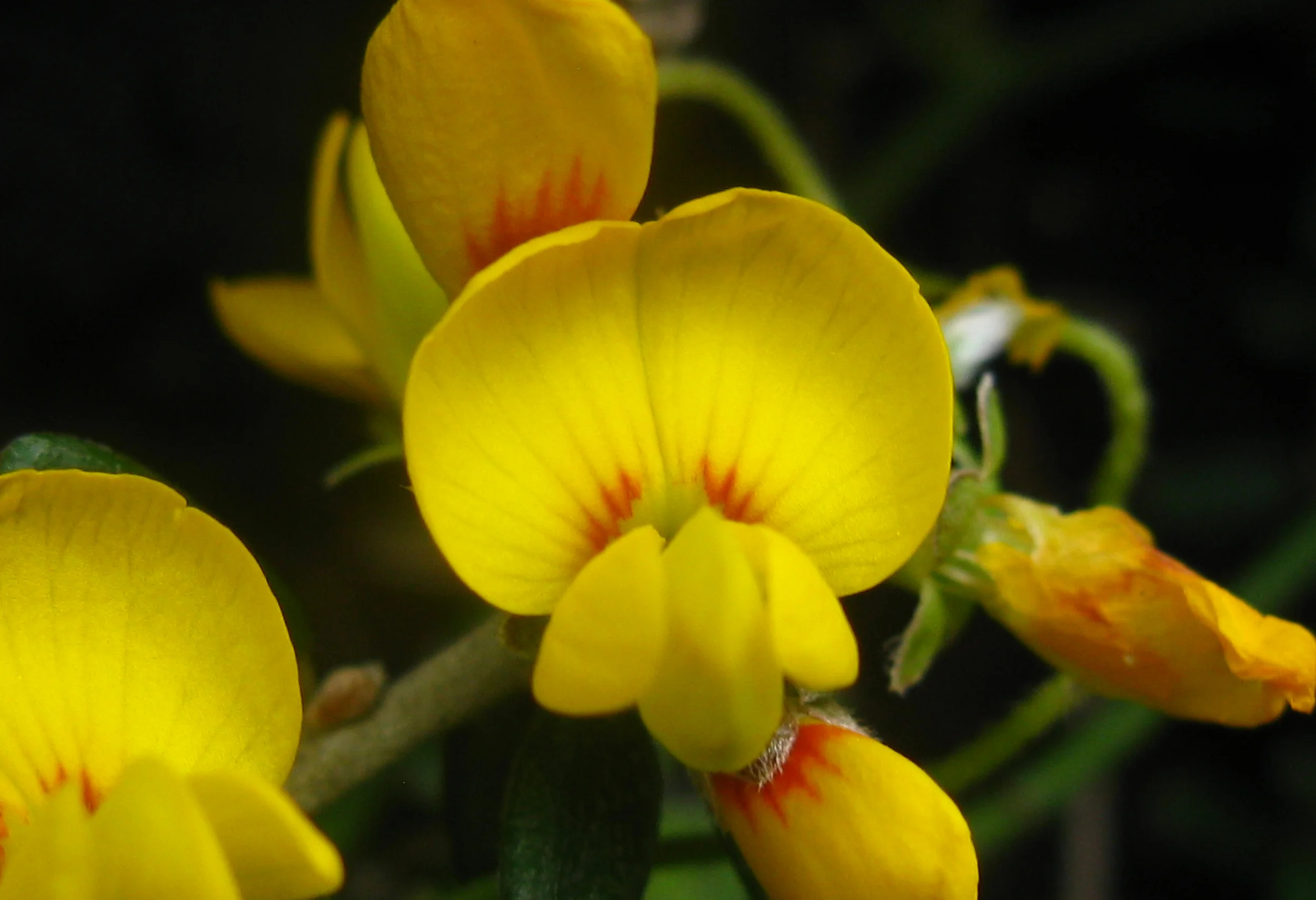 Pultenaea marítima in its natural habitat on Norries Headland