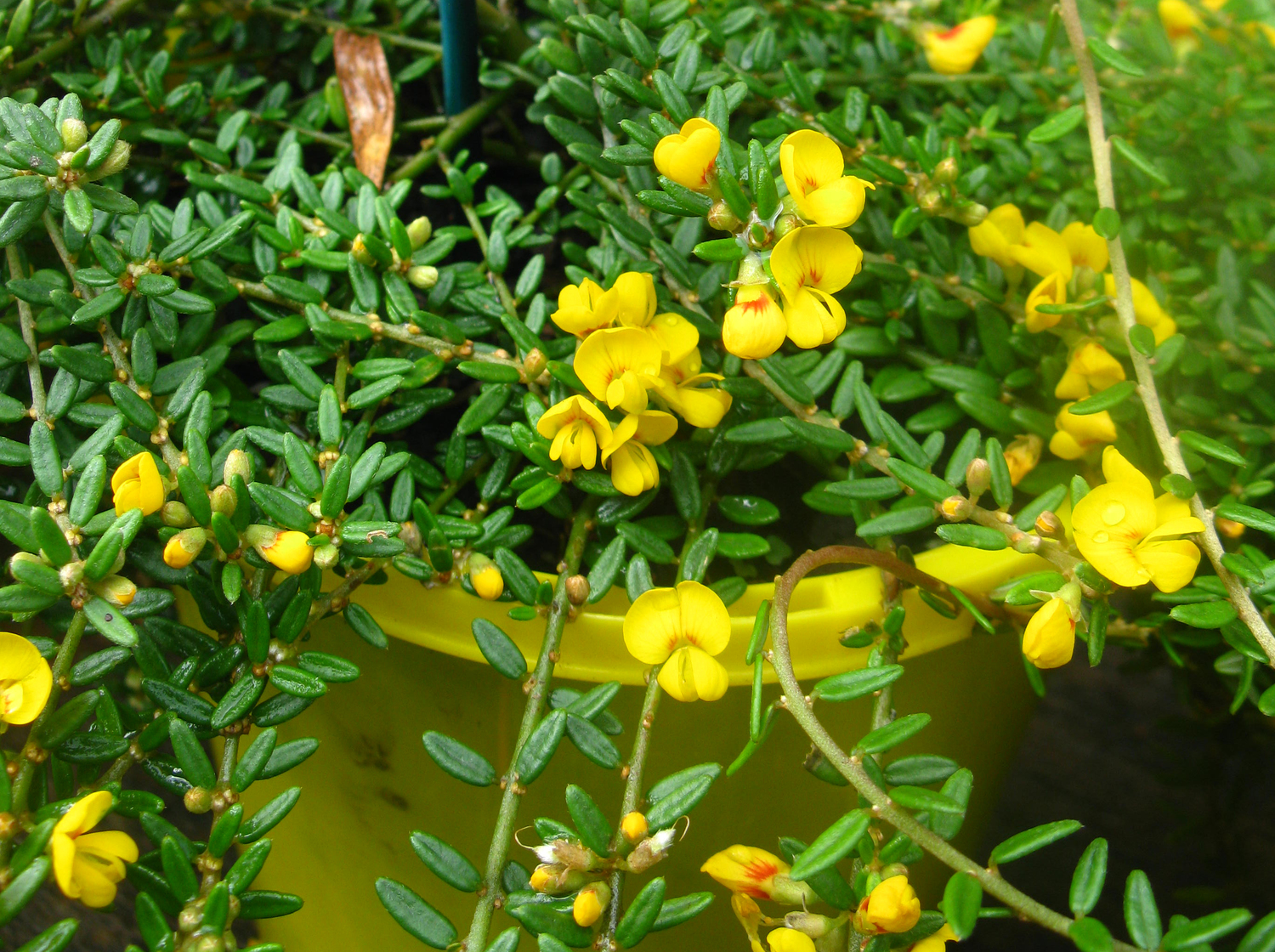 Pultenaea 'Flat As'&nbsp;