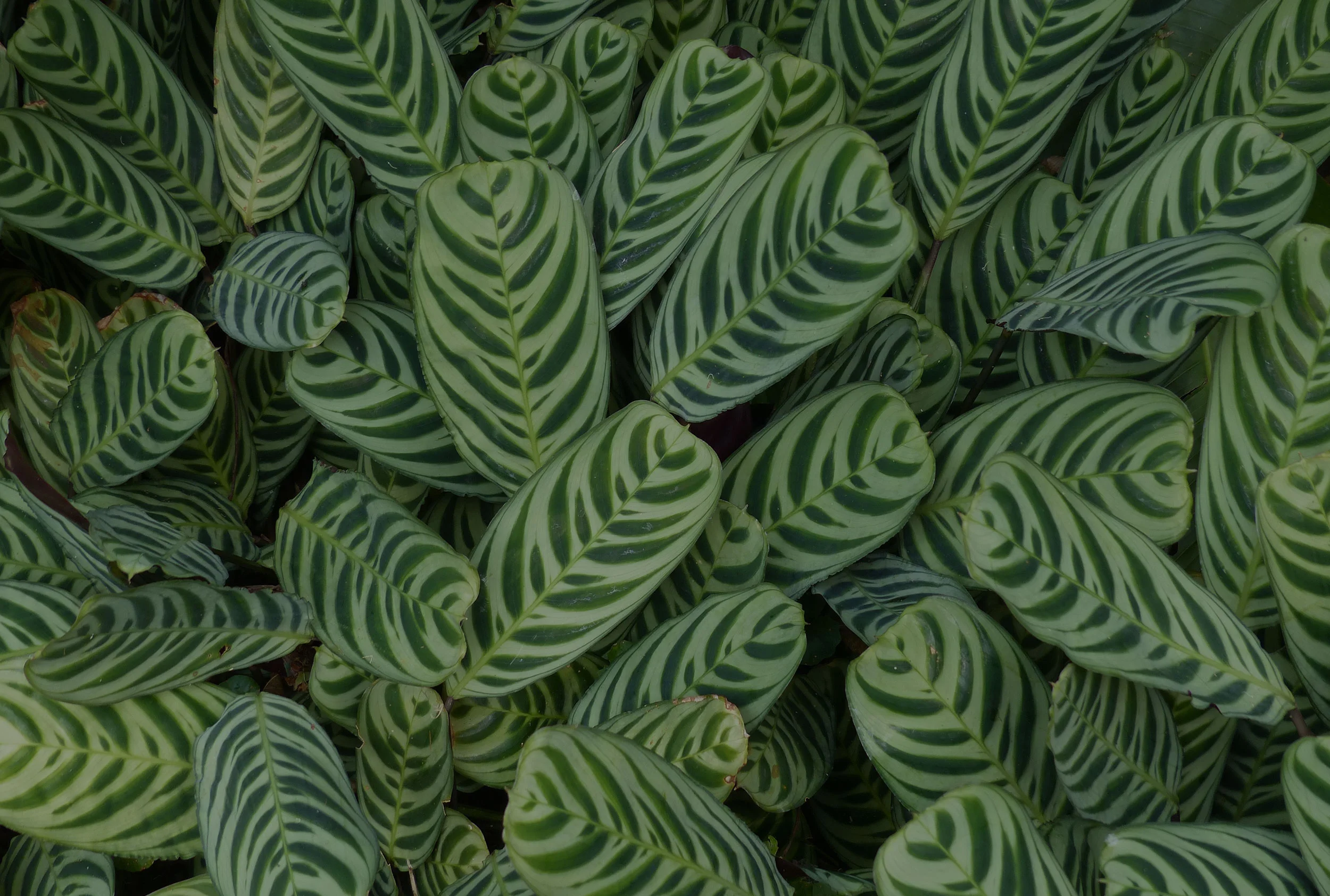 indoor-plants.jpg