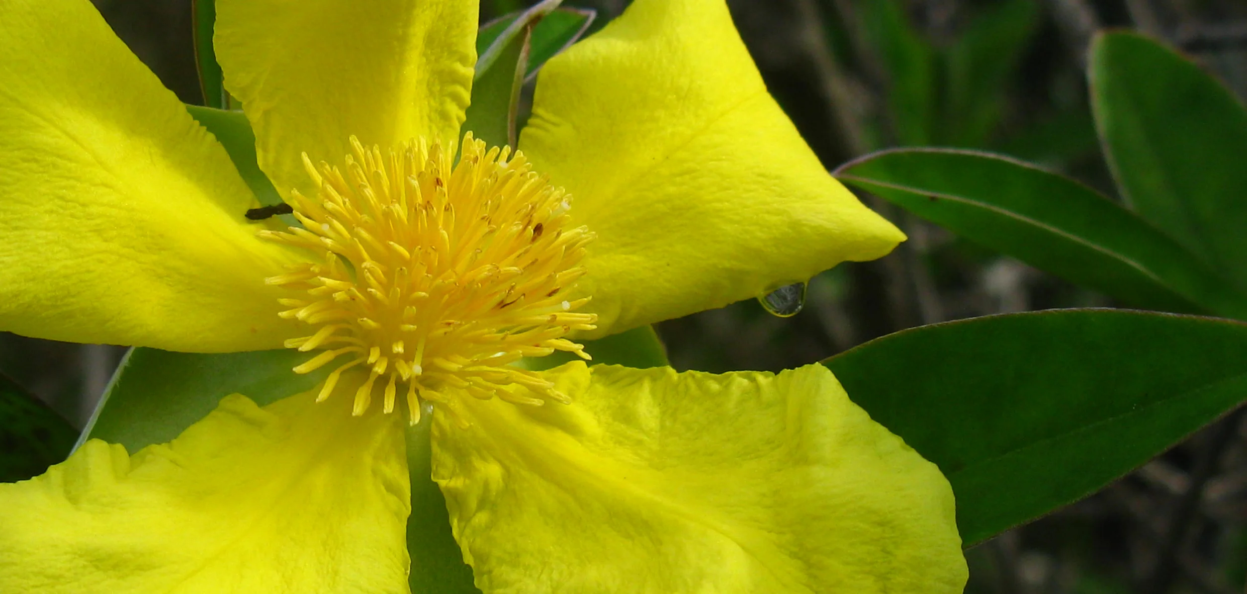 hibbertia scandens webcopy.jpg
