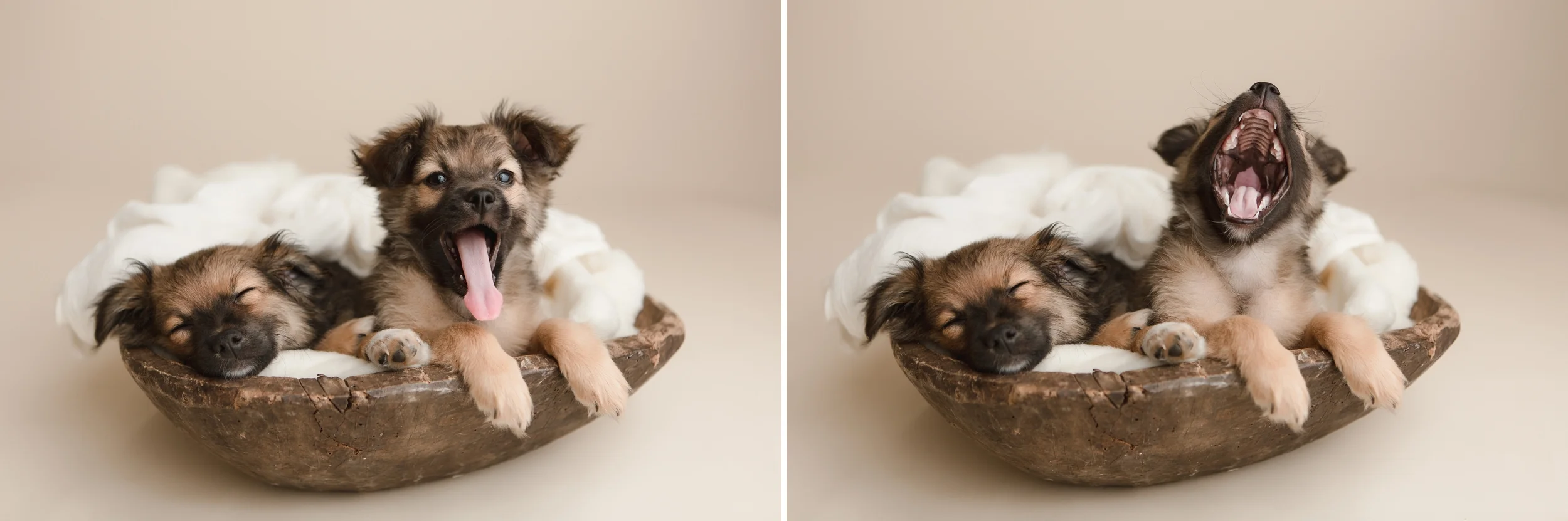puppies 12.jpg