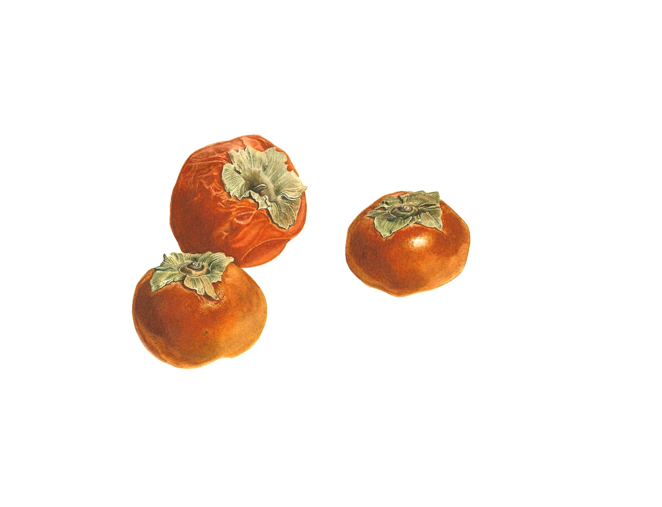 Three Persimmons (edition of 10)