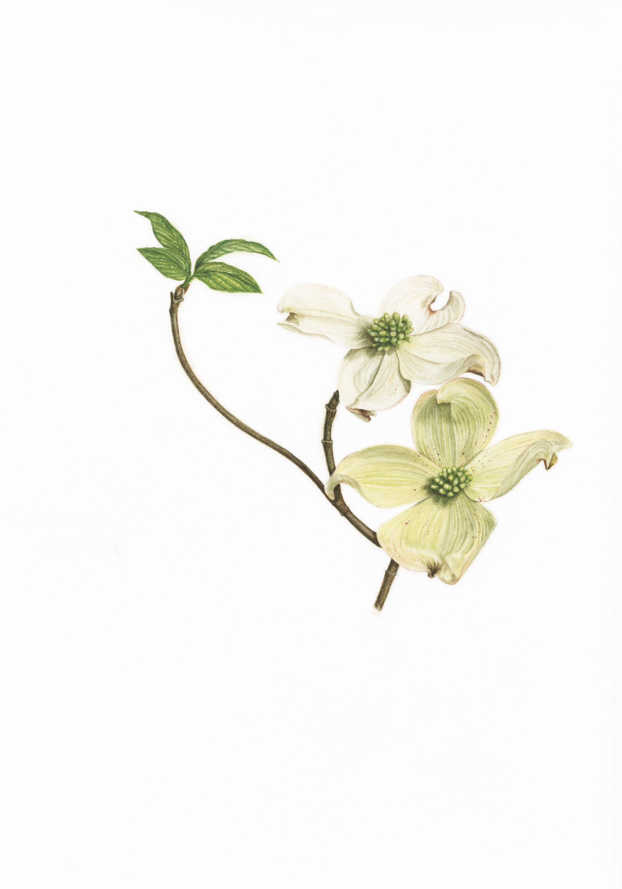 April 2022: Dogwood