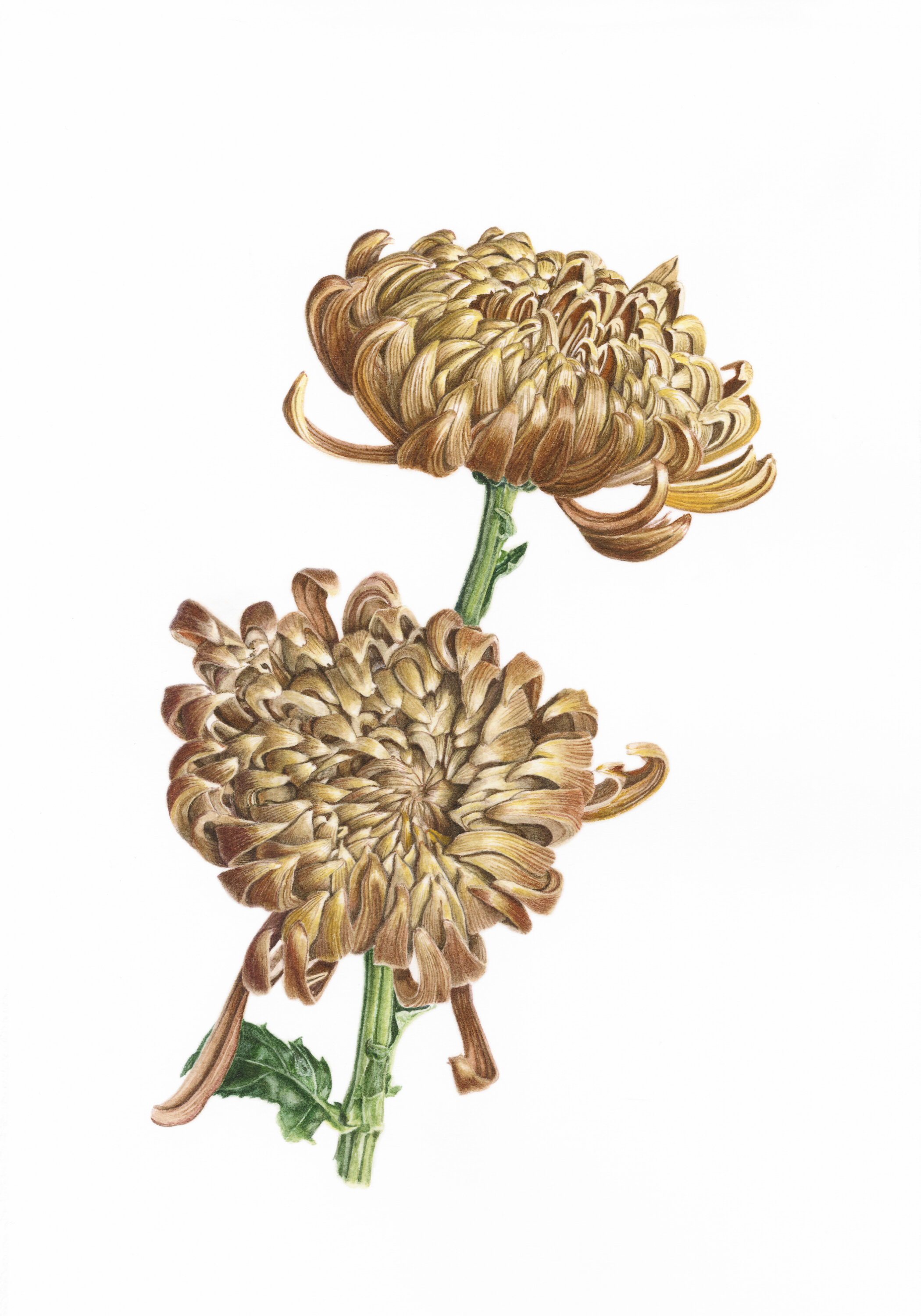 October 2022: Chrysanthemum