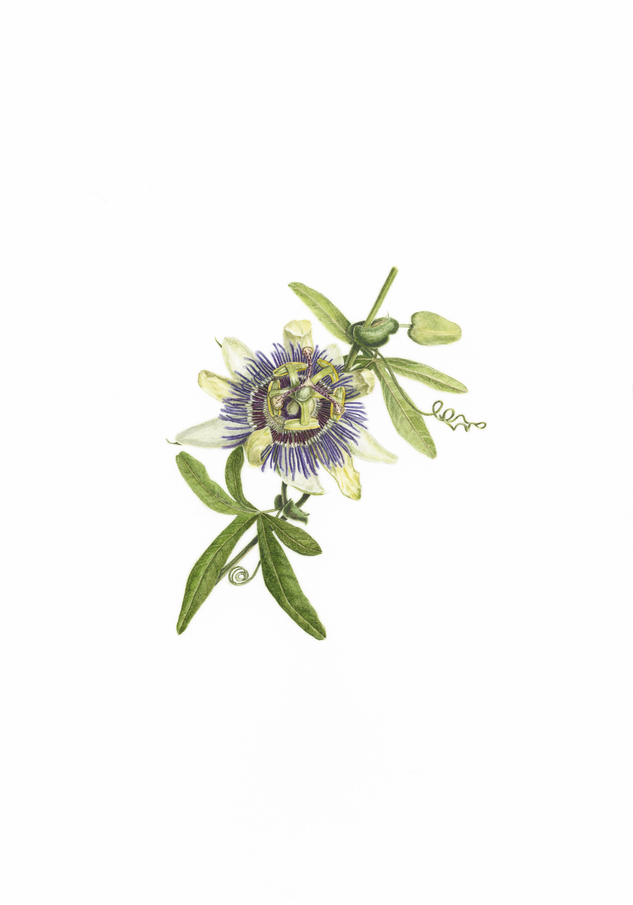 September 2022: Passionflower
