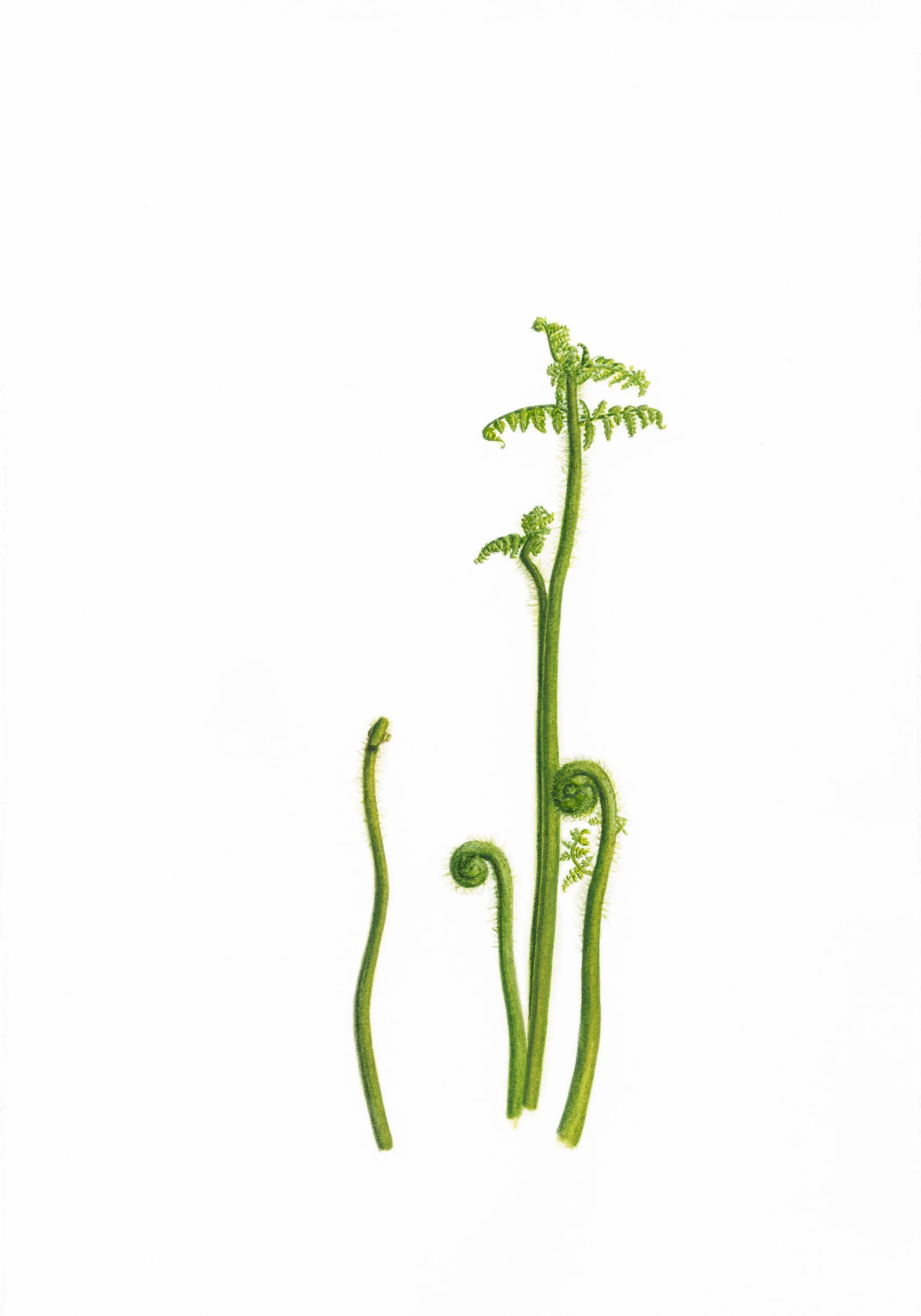 1 The Magician (Fern)