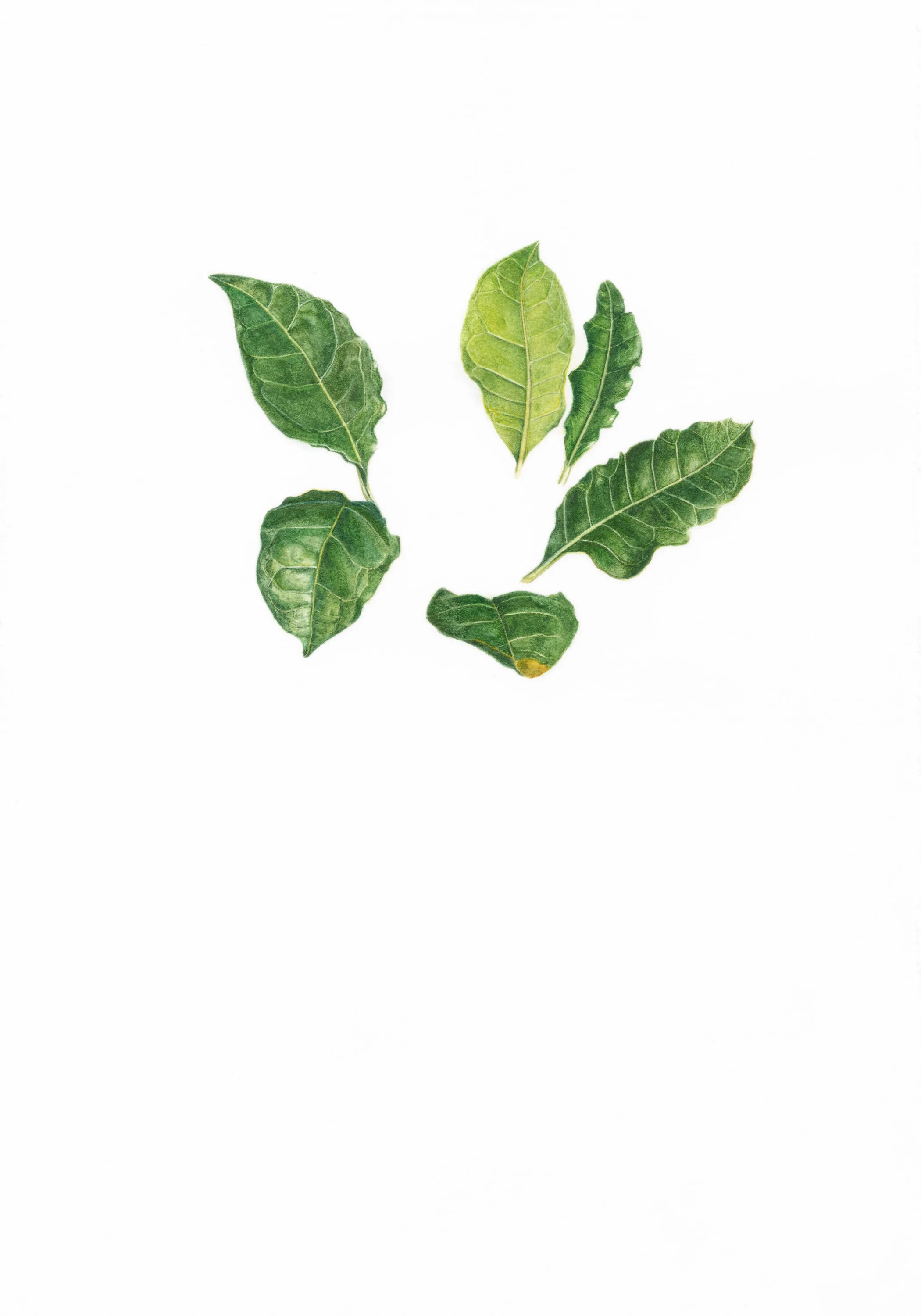 4 The Emperor (Bay wreath)