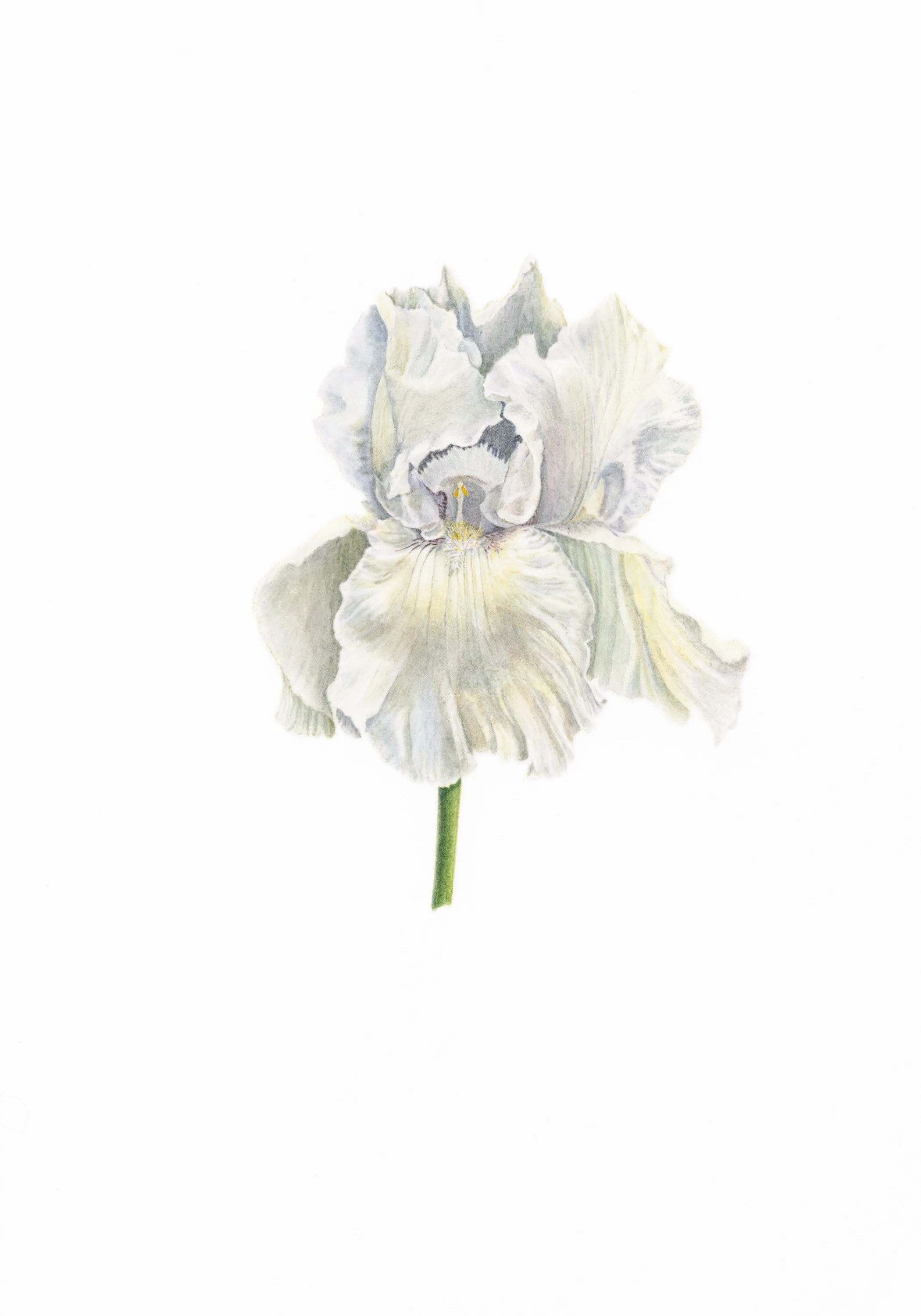 5 The Hierophant (Iris)