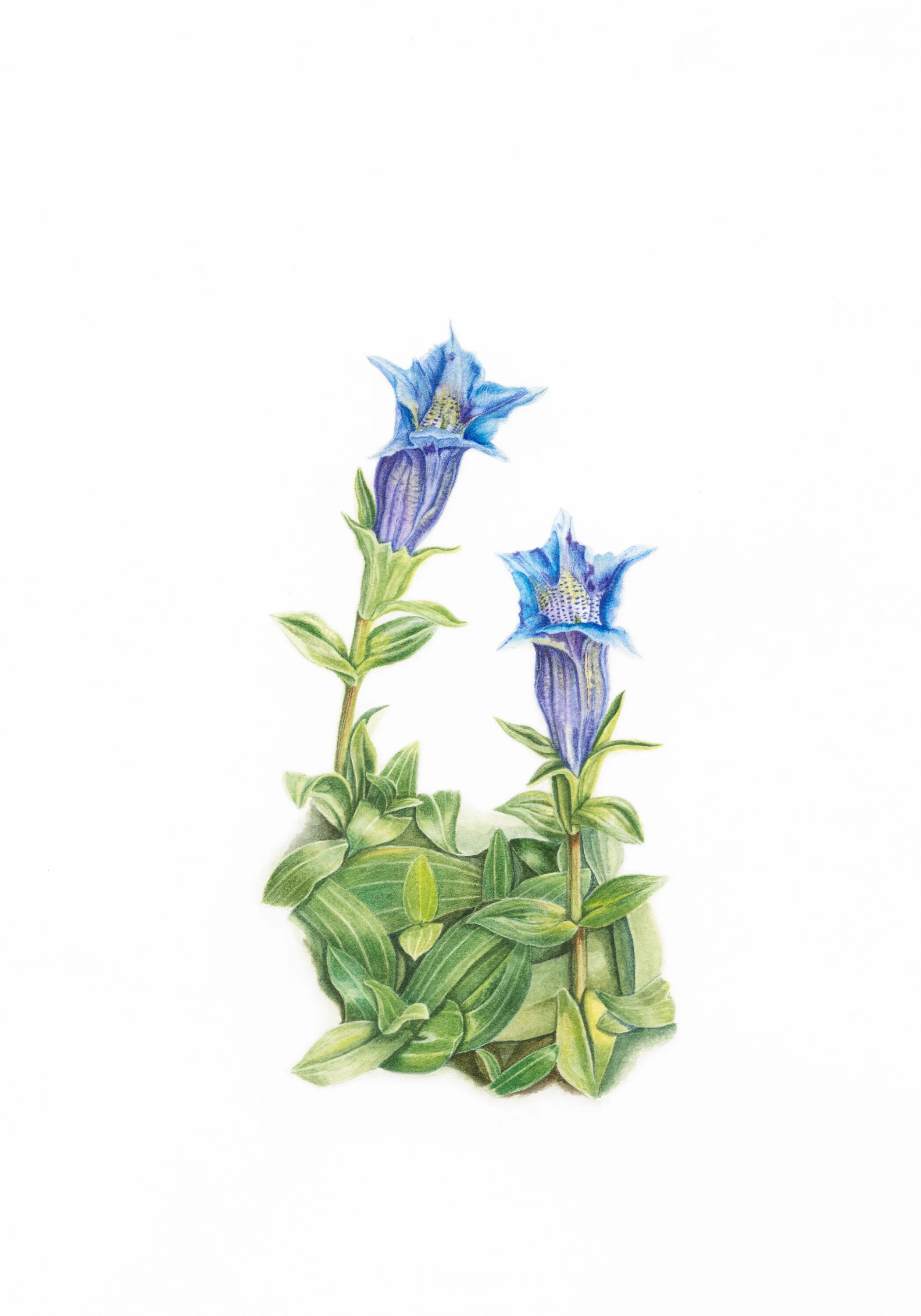 7 The Chariot (Gentian)