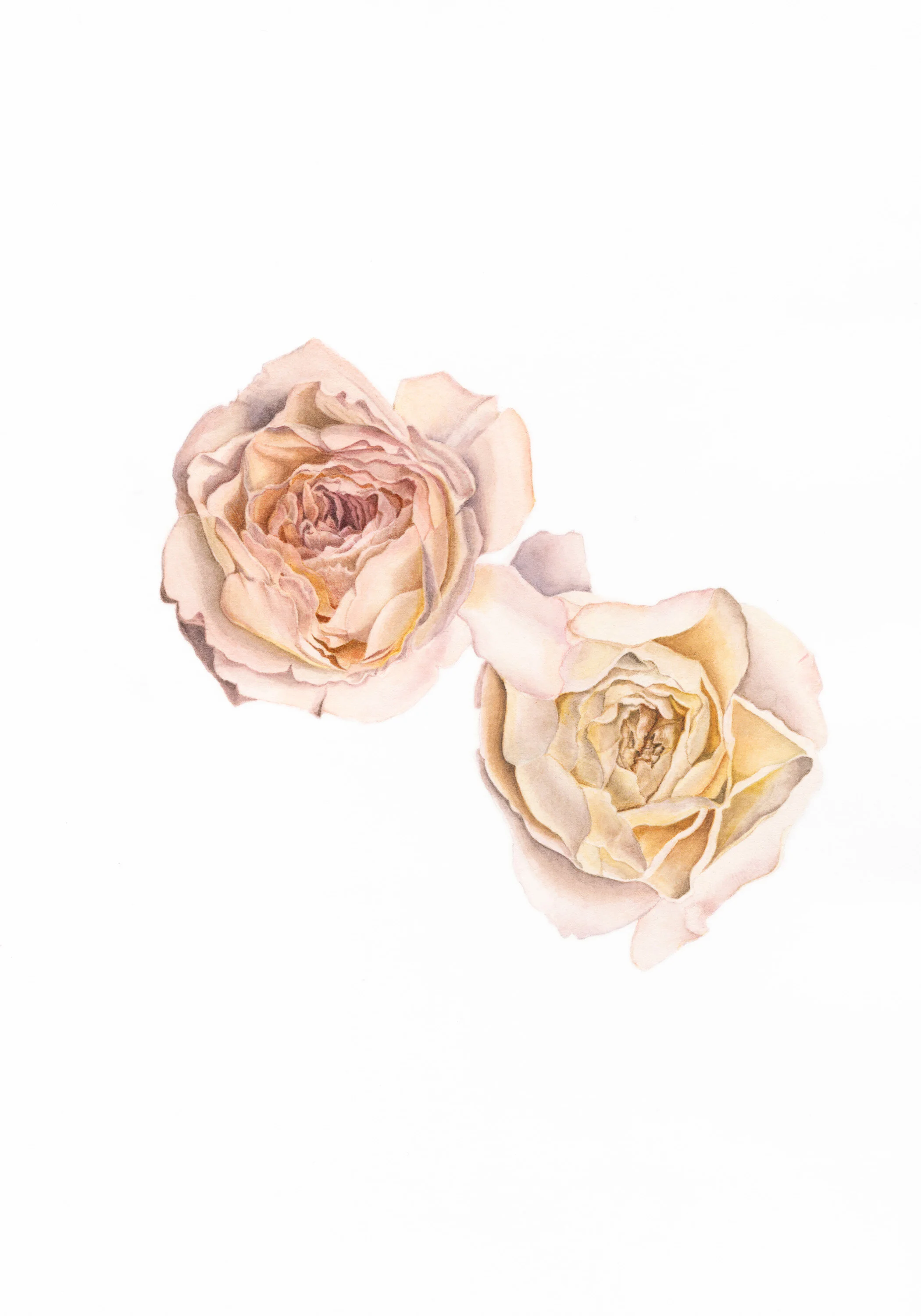 8 Strength (Pink rose)