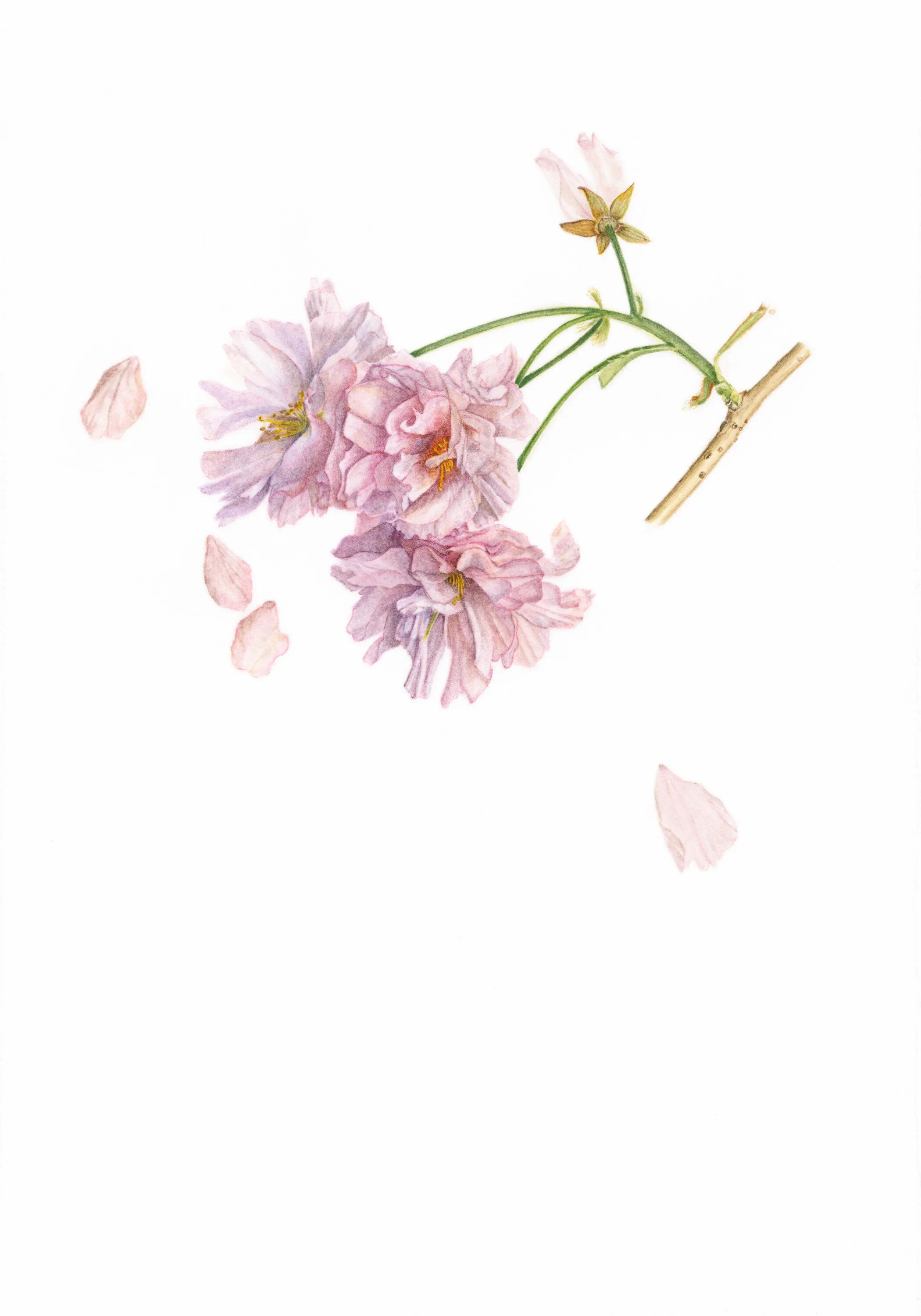 10 Wheel of Fortune (Cherry Blossom)