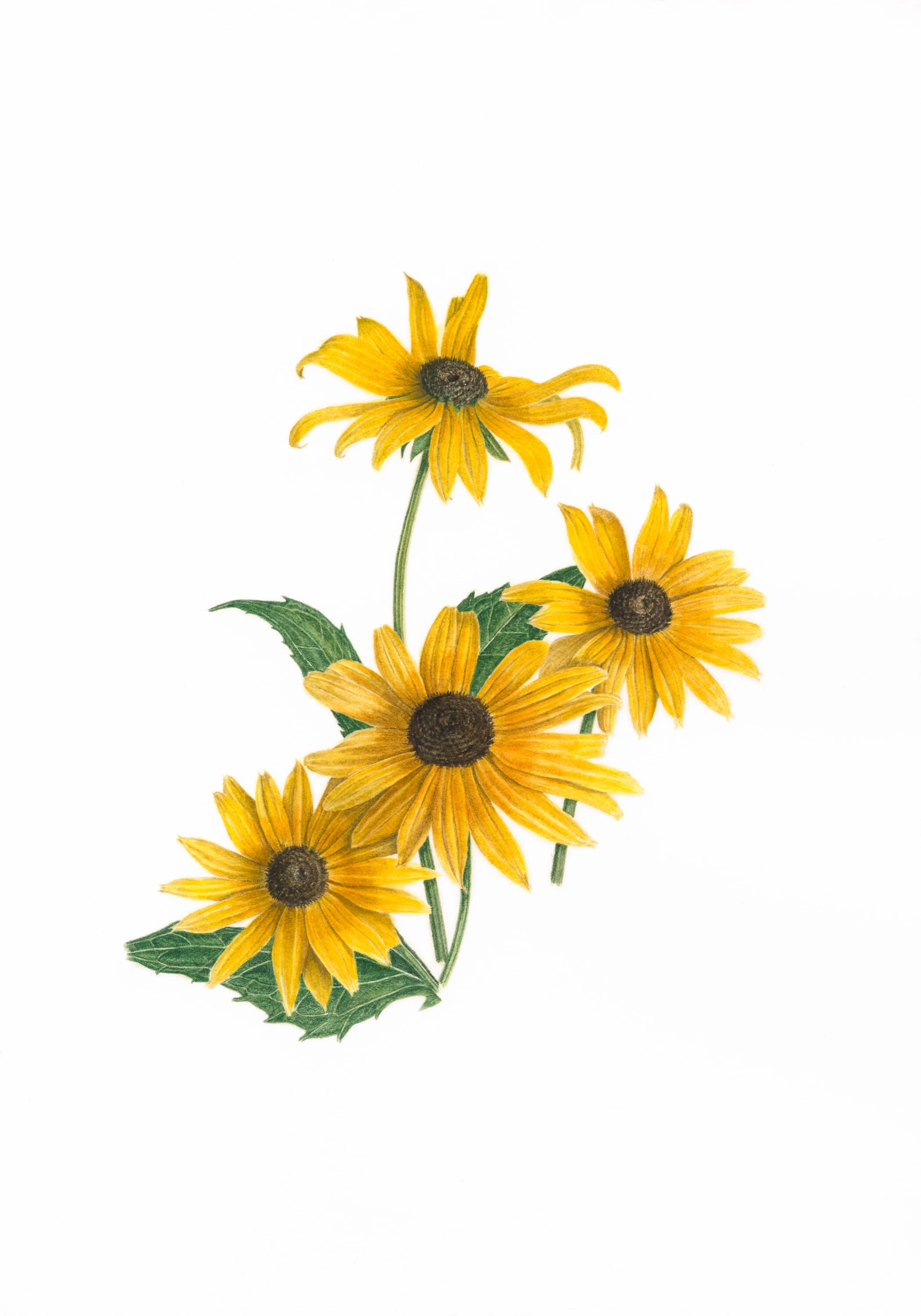 11 Justice (Black-Eyed Susan)