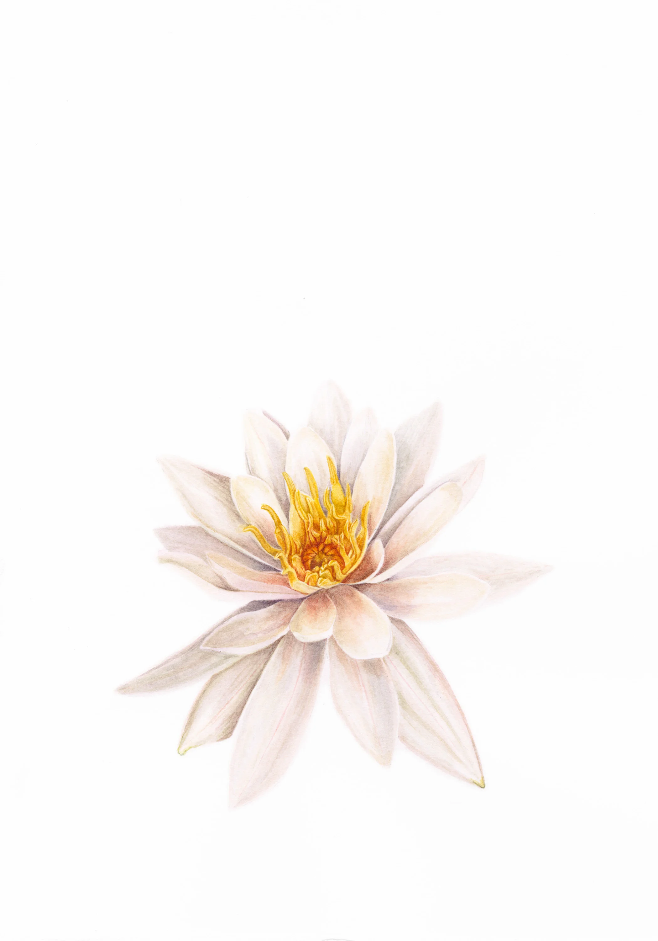 12 The Hanged Man (Water Lily)