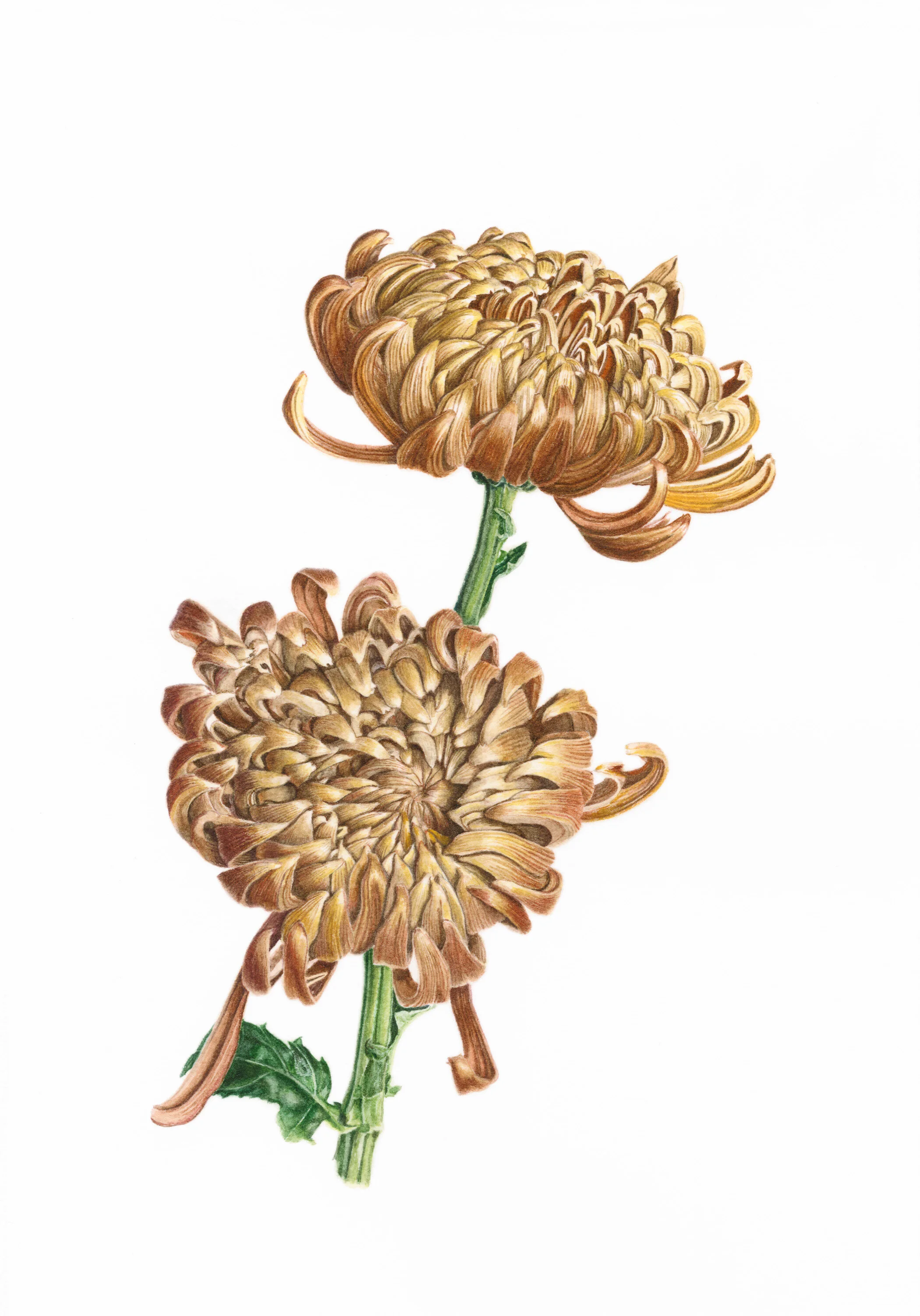 13 Death (Chrysanthemum)