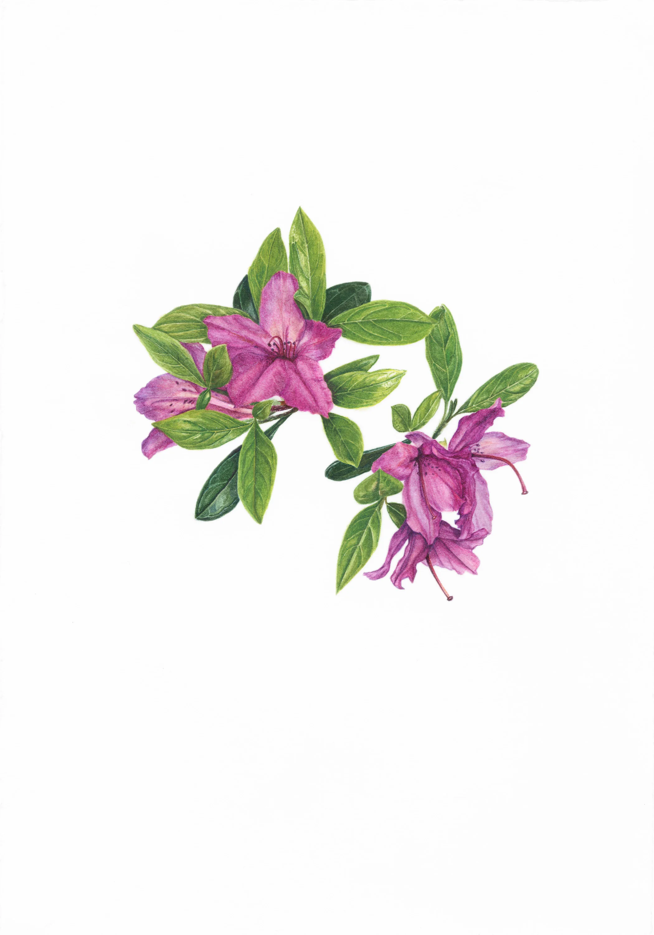 14 Temperance (Azalea)