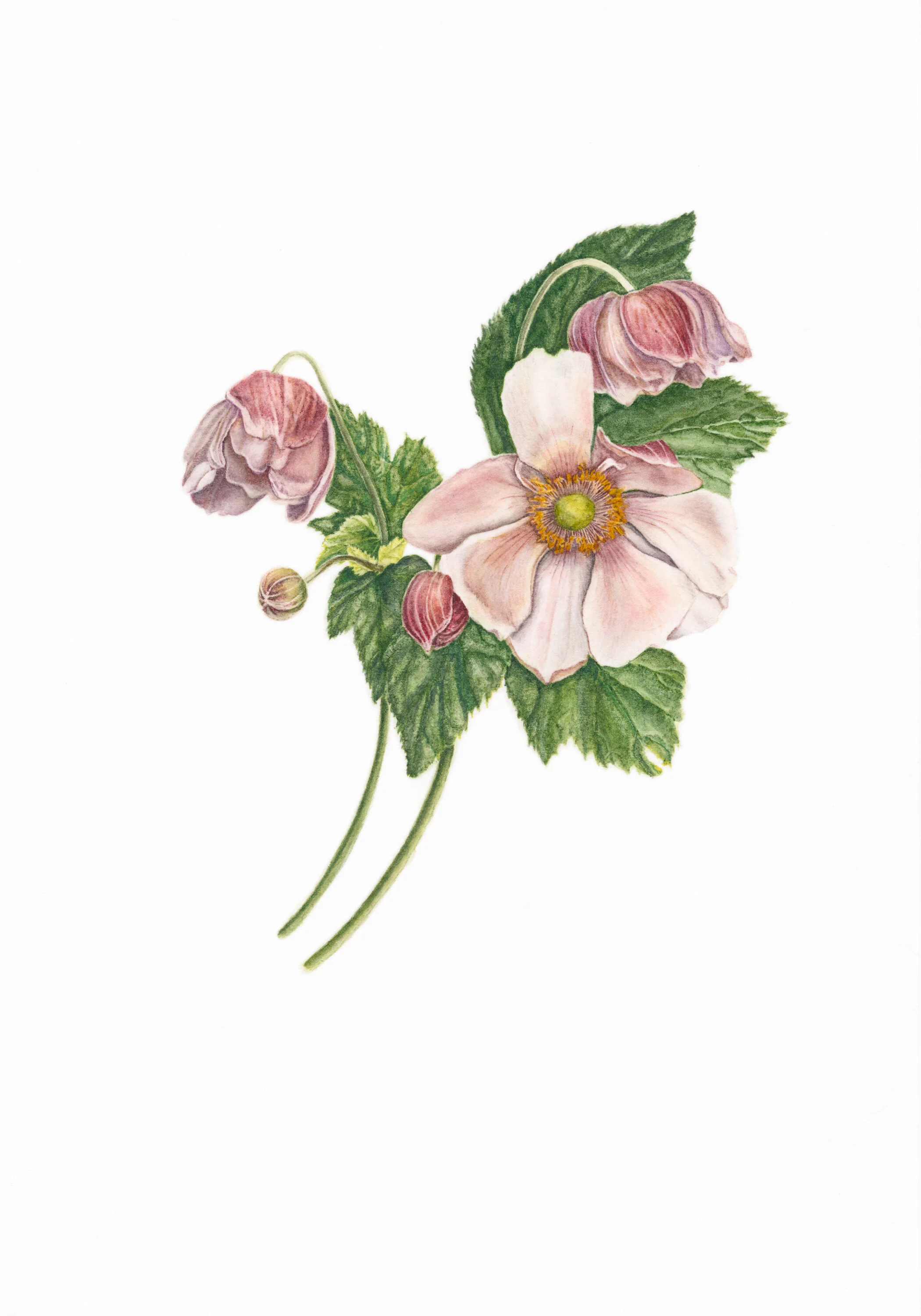 16 The Tower (Japanese Anemone)