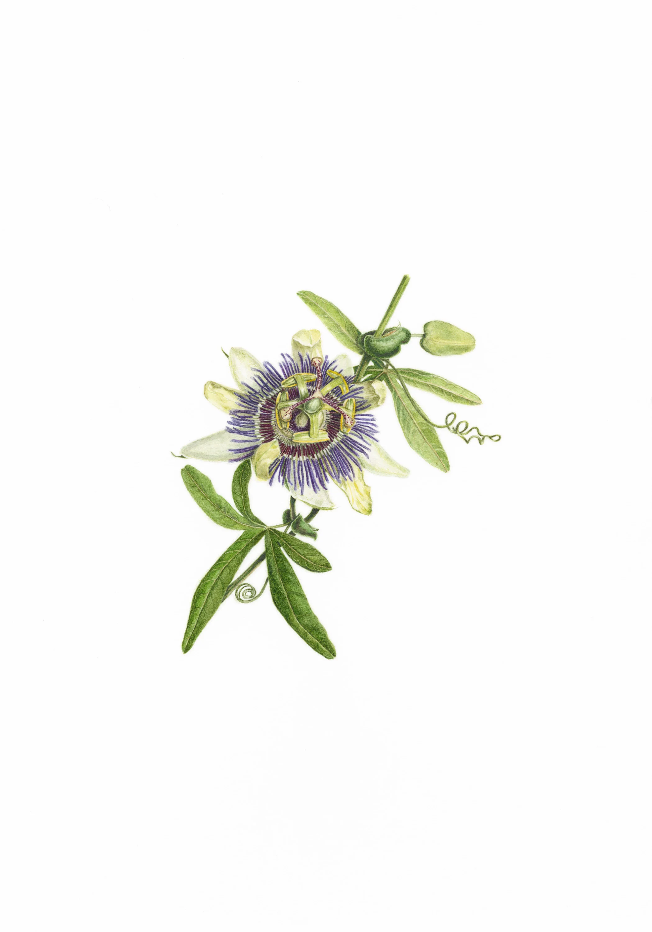 17 The Star (Passionflower)