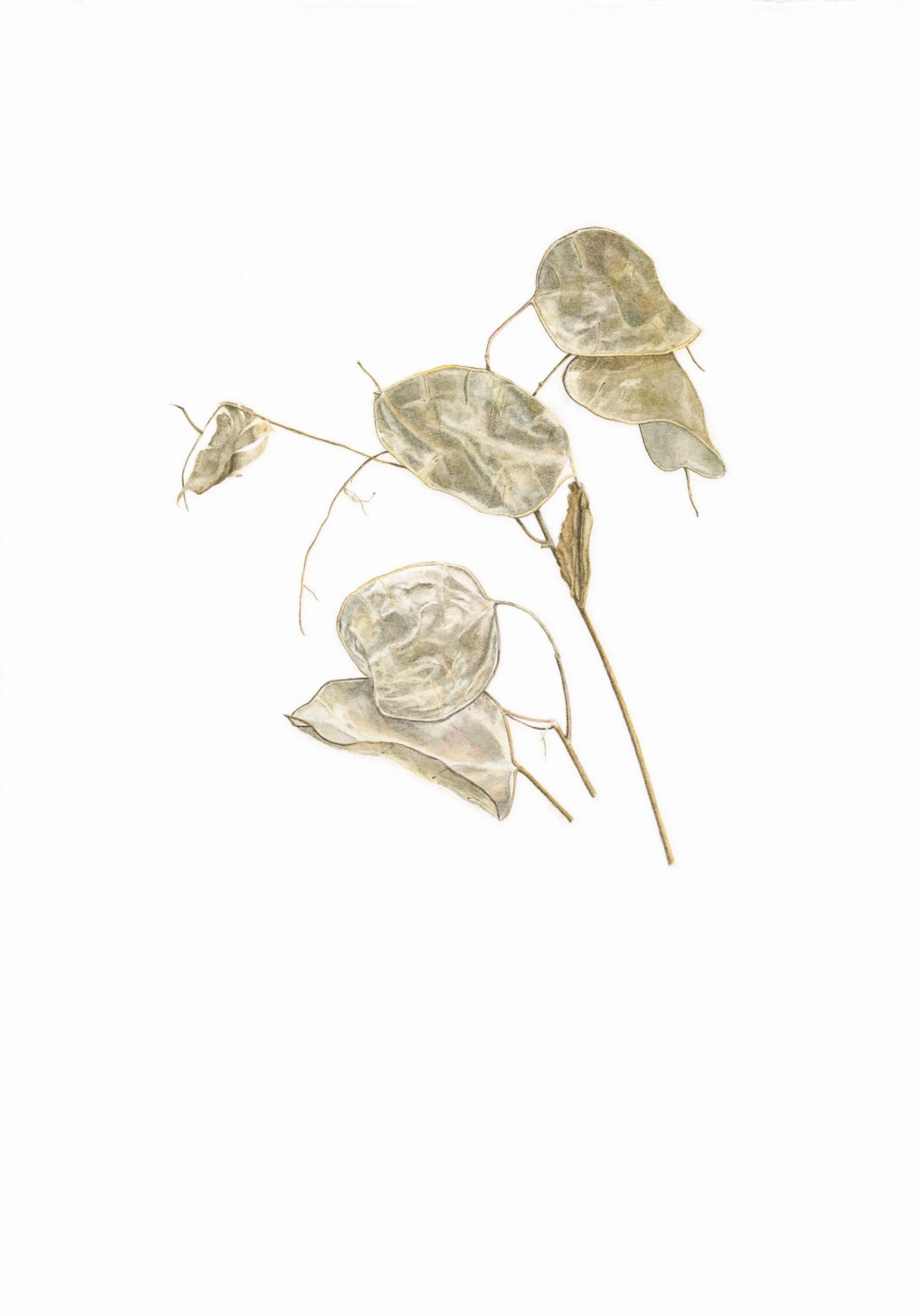 18 The Moon (Lunaria)