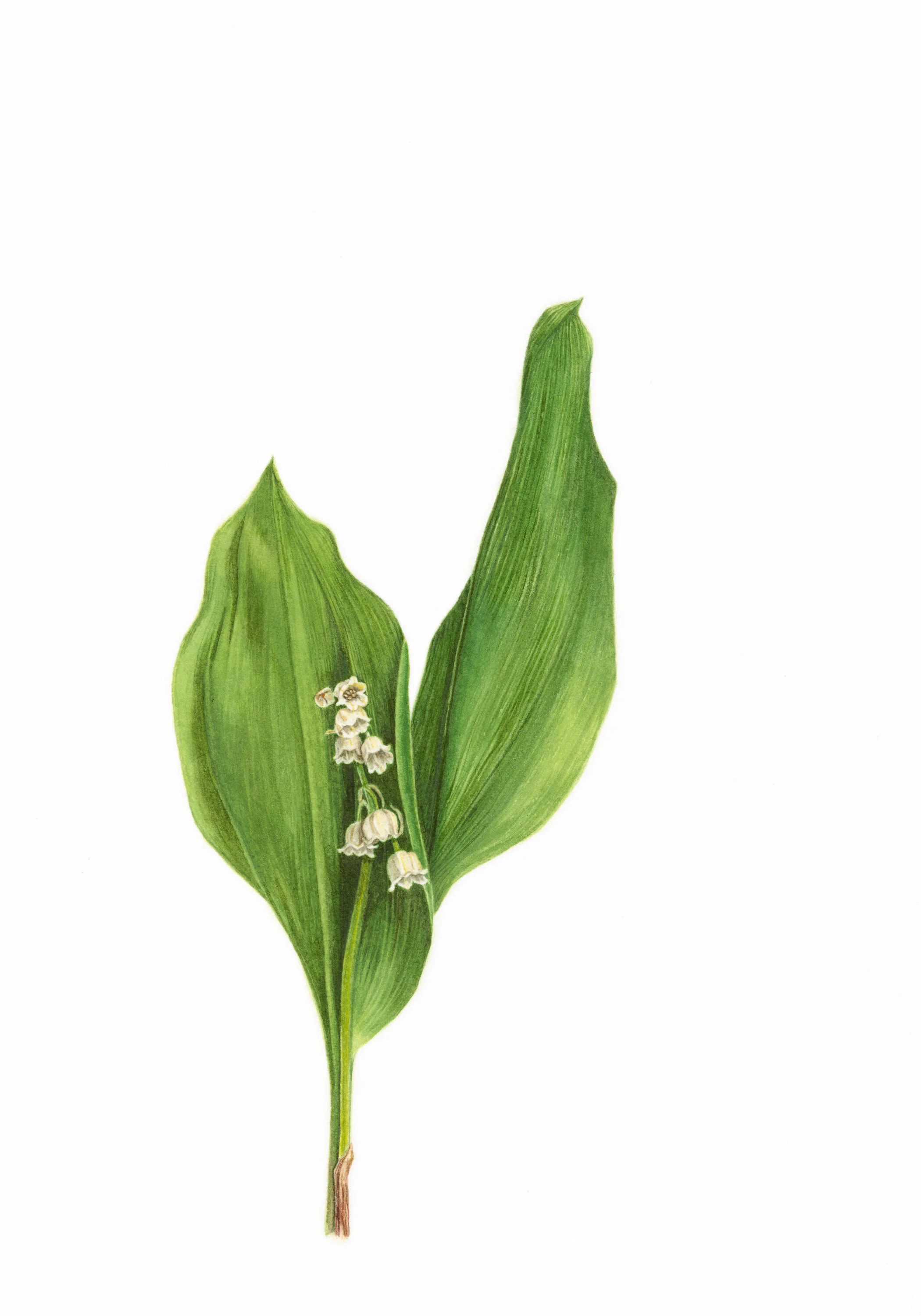 19 The Sun (Lily of the Valley)