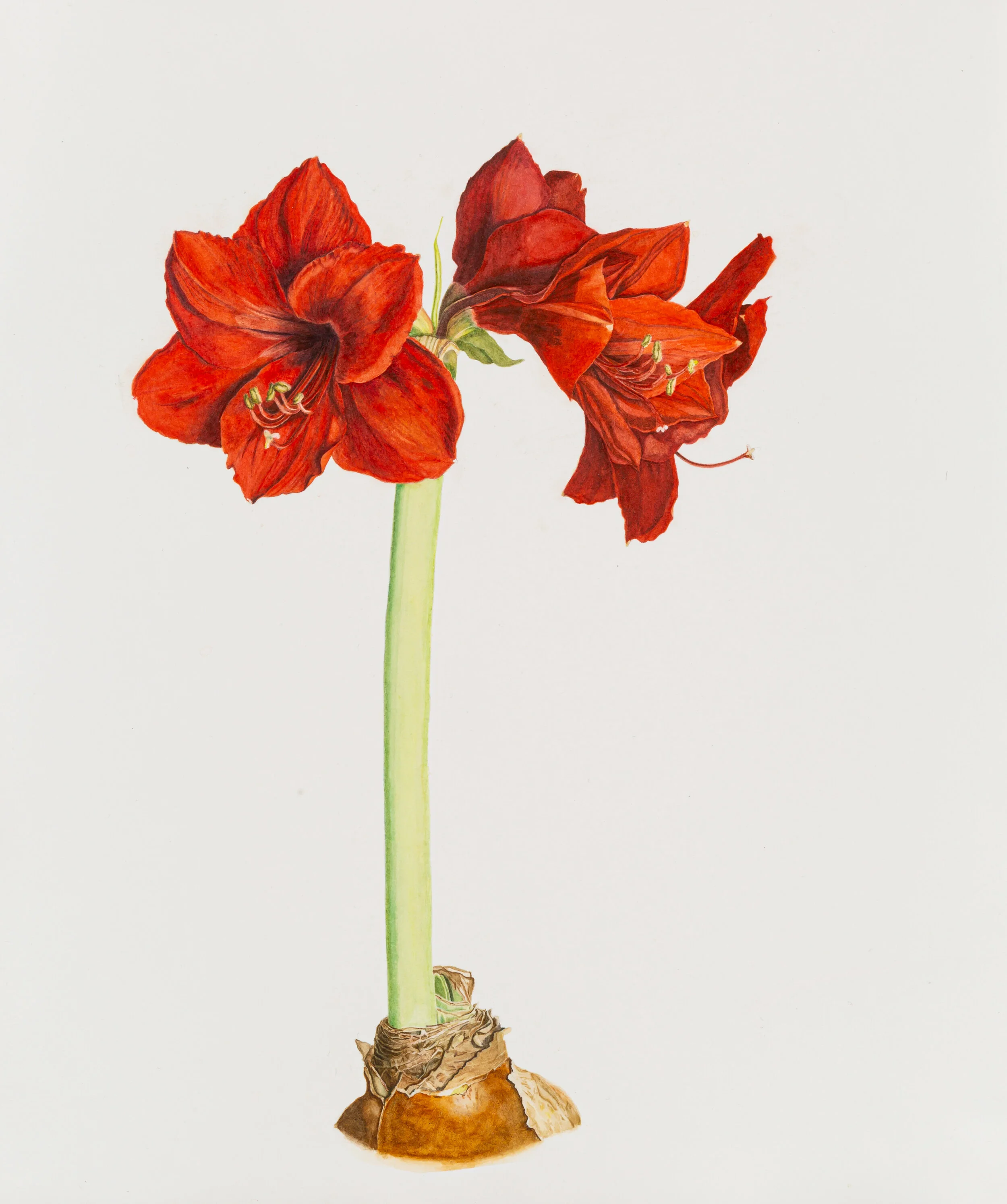 Red Amaryllis