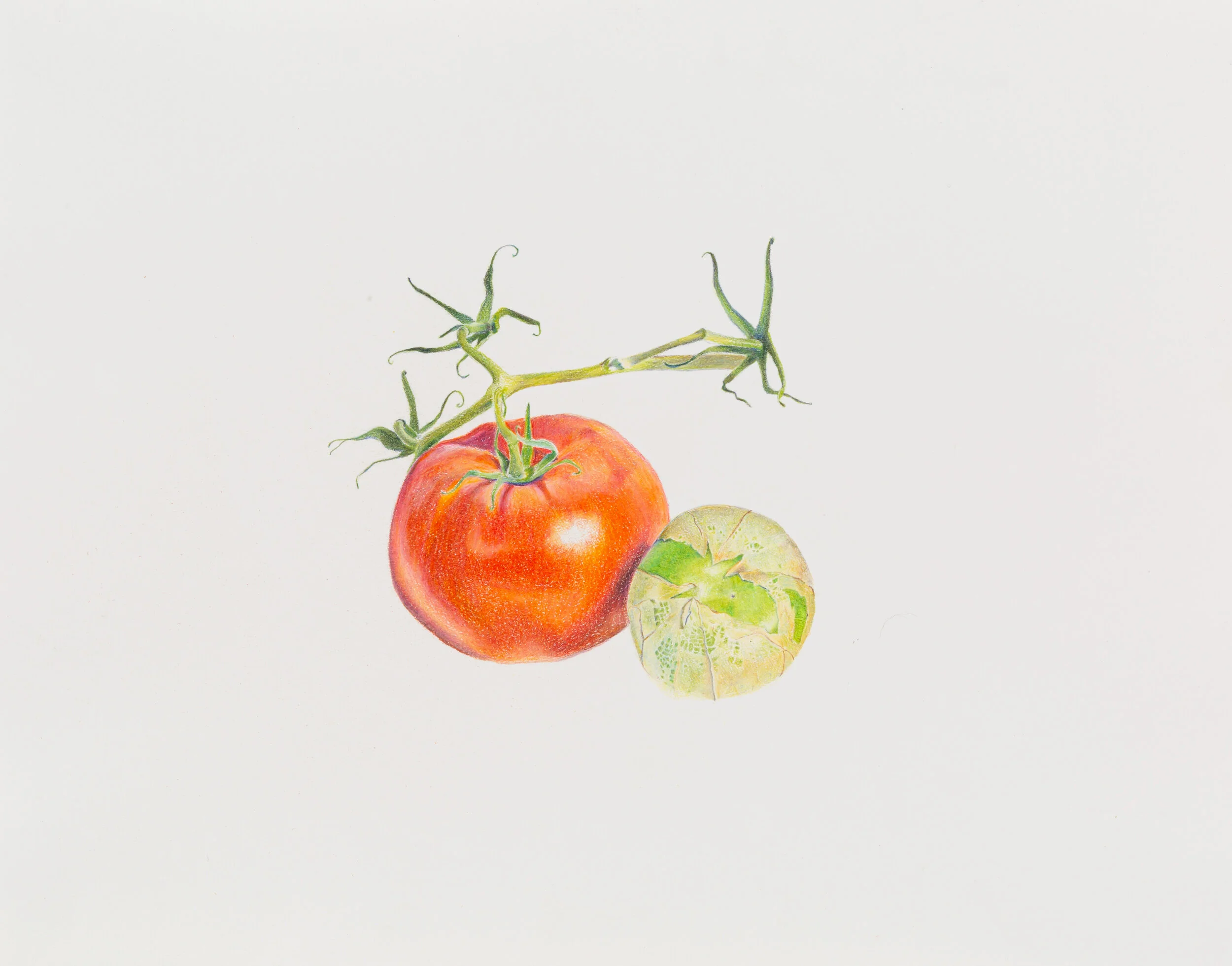 Tomato and Tomatillo