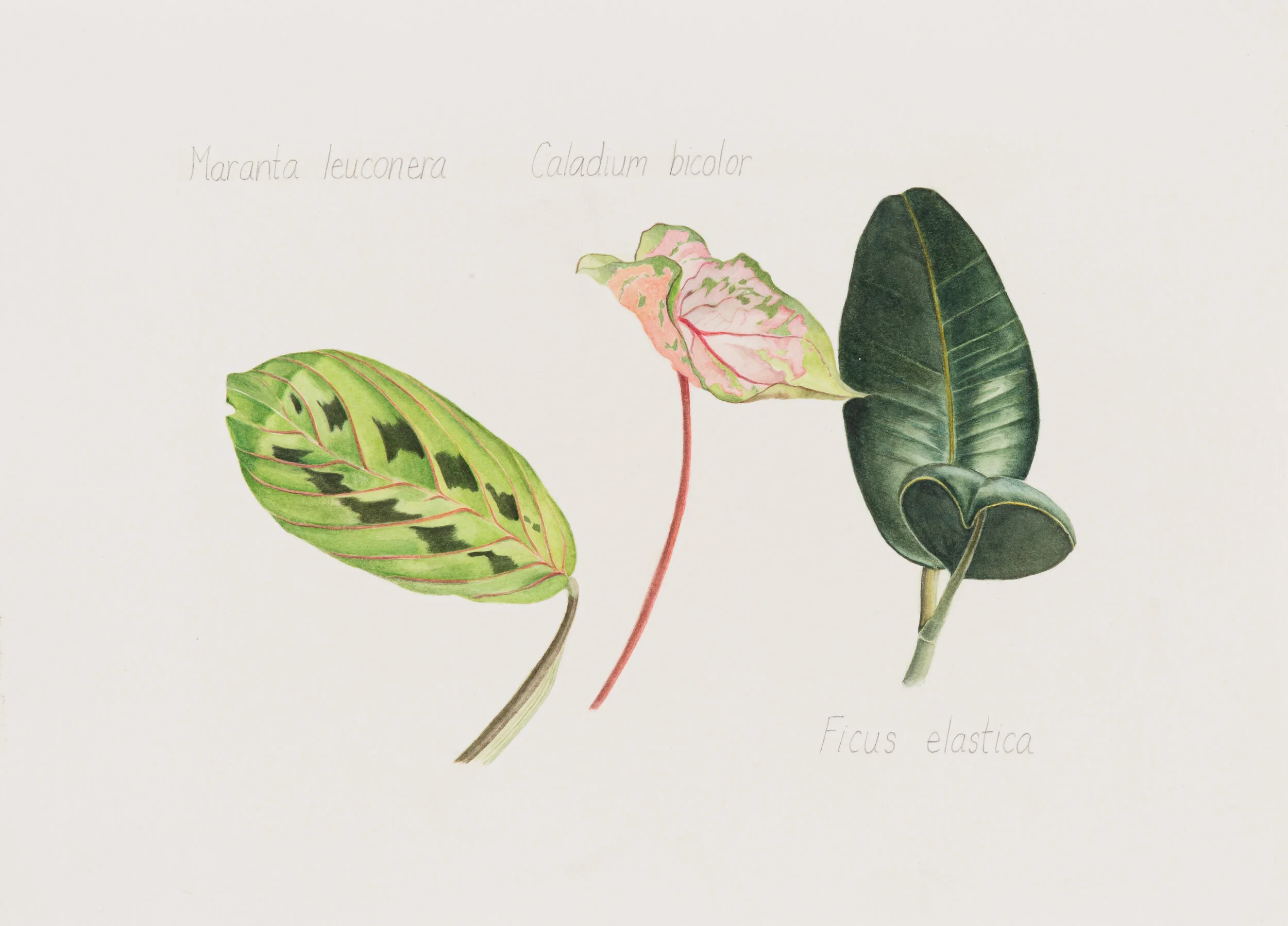 Leaf Samples