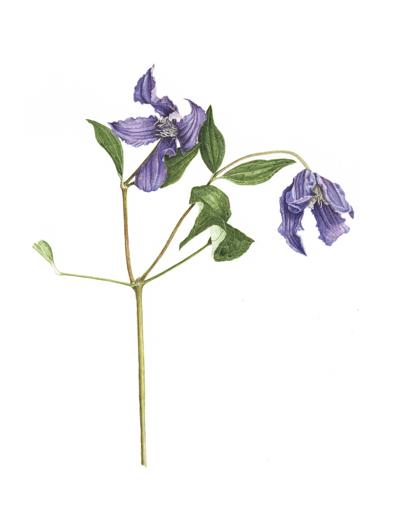 Clematis