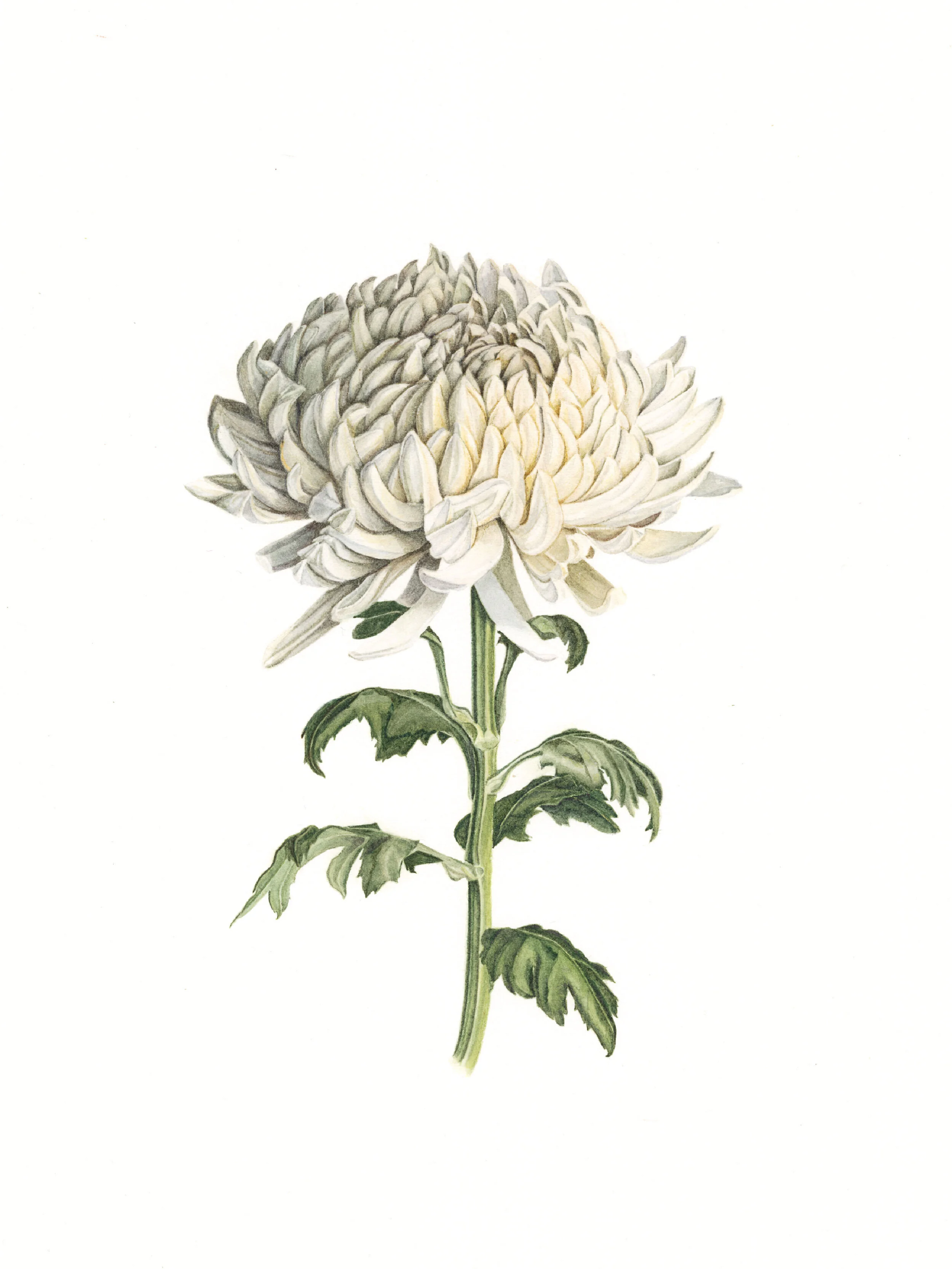 White Chrysanthemum