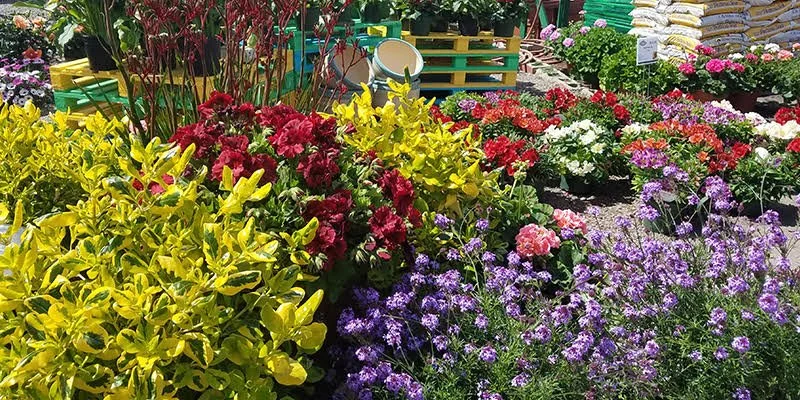 Weidners' Gardens Behind-the-Scenes Plant Nursery Tour