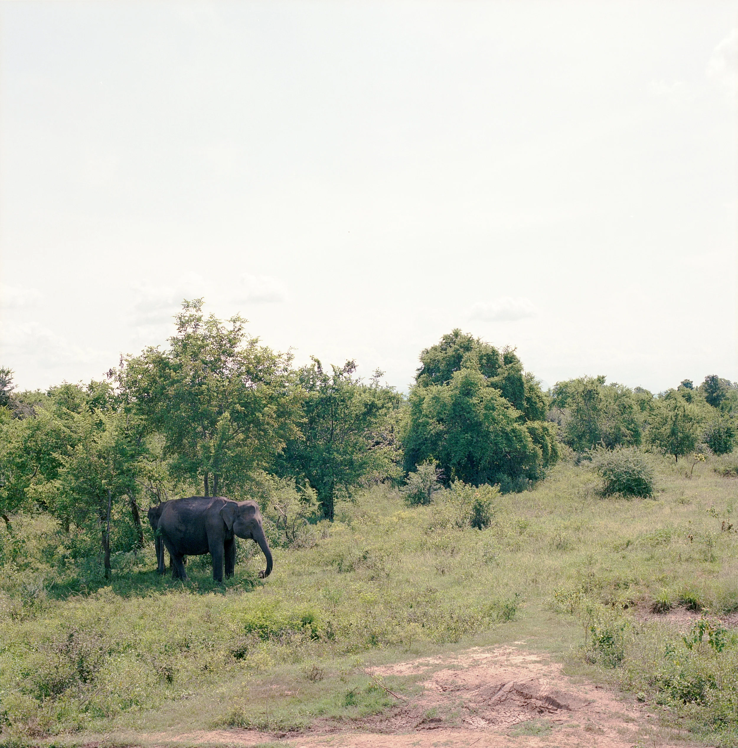 Hasselblad_SriLanka-46.jpg