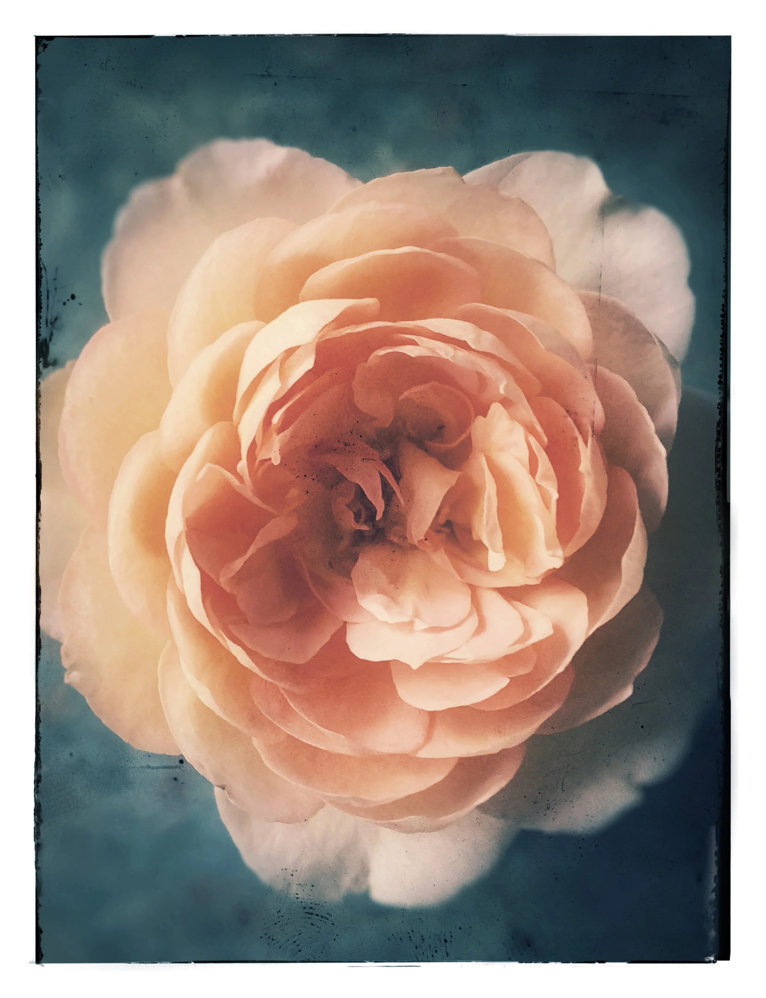 Flora, etc.