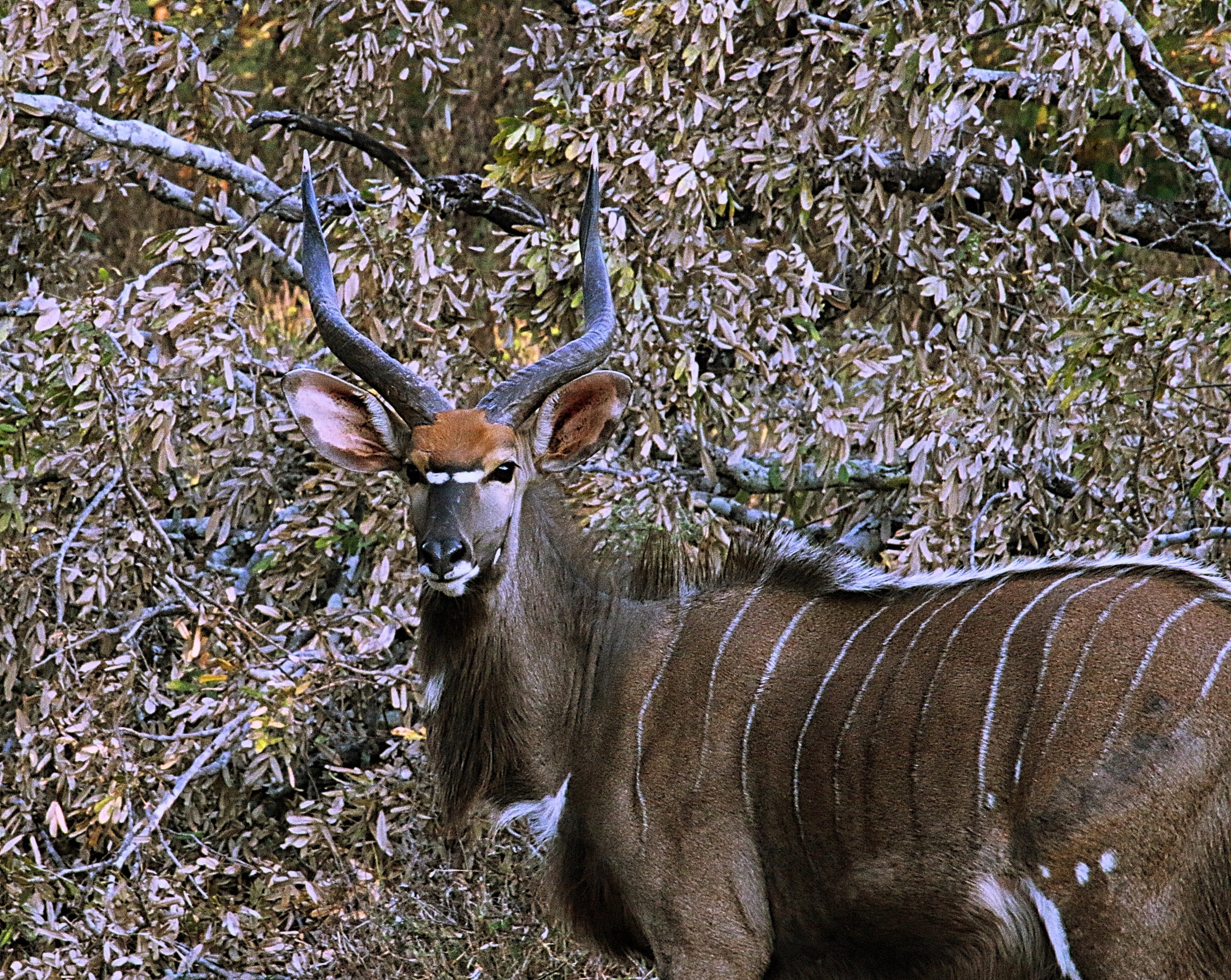 Majete Wild Life Park, Malawi.