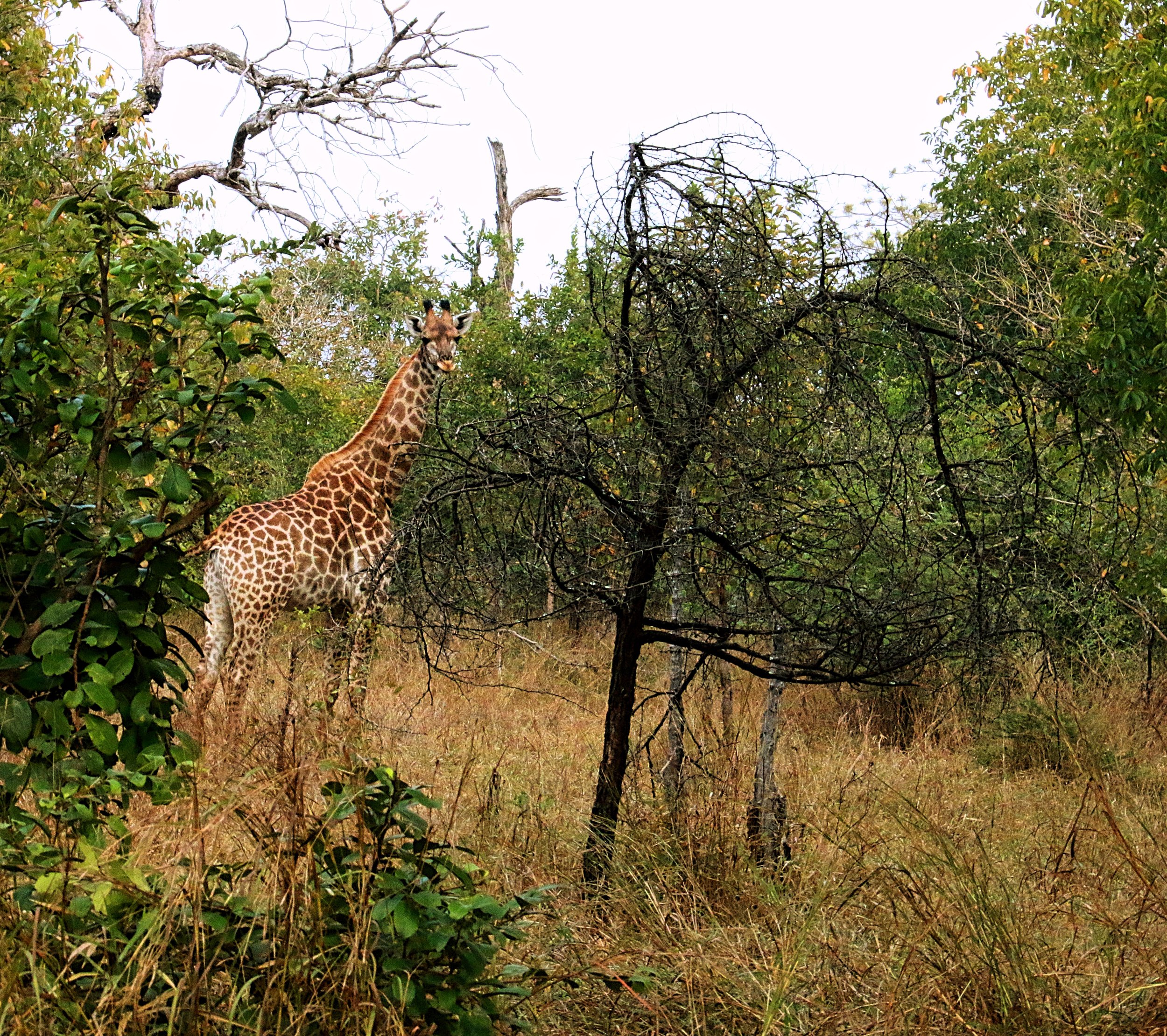 Giraffes at Majete, Malawi. Recently introduced.