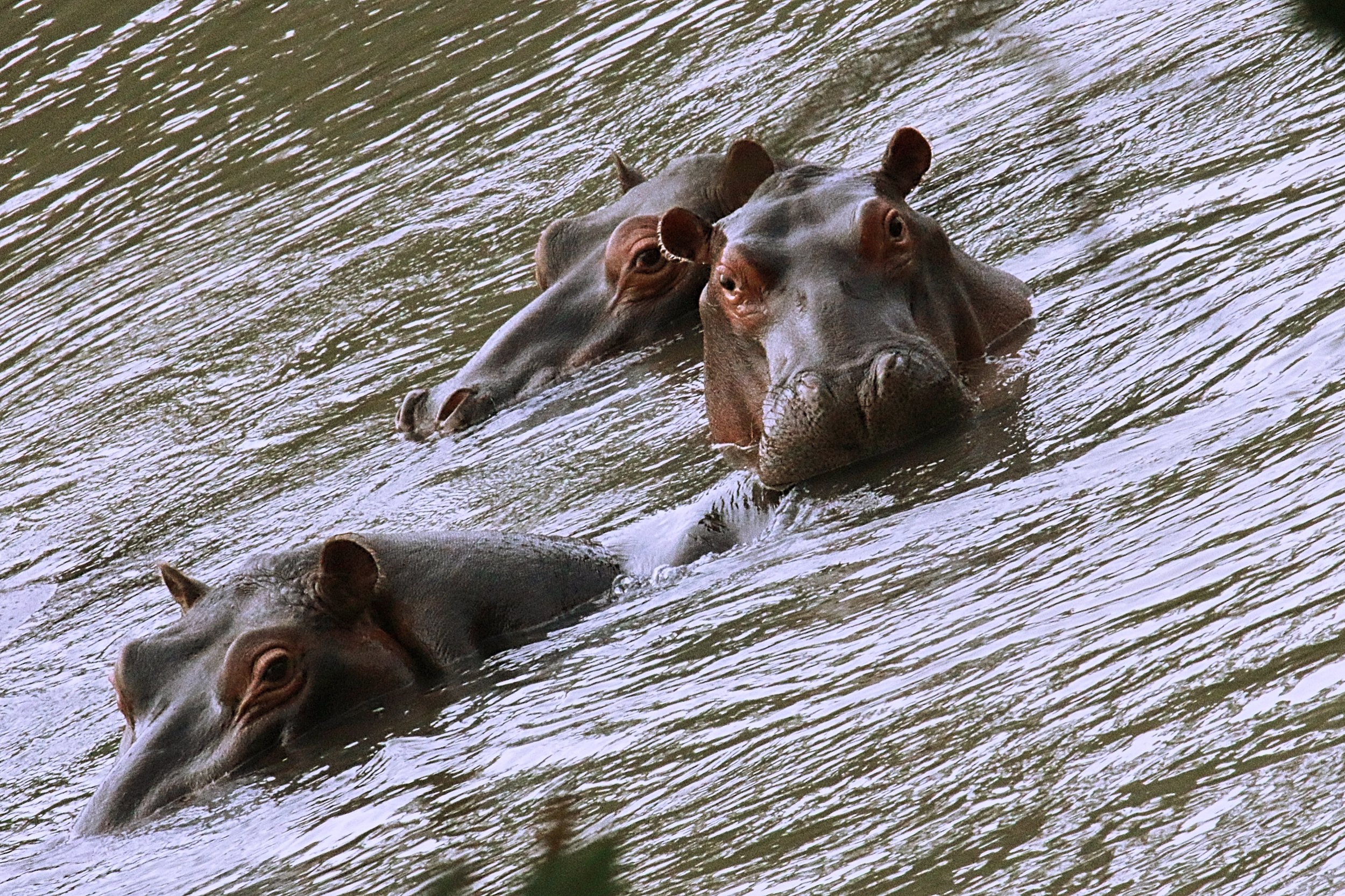 Hippos, Siri River, Majete, Malawi.