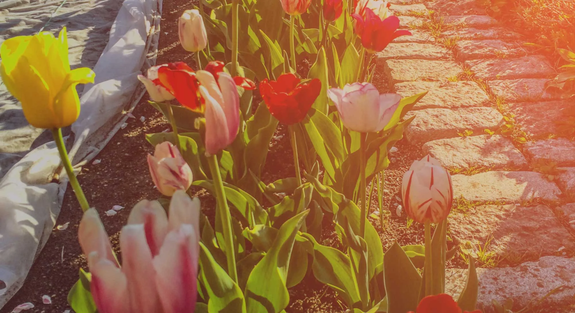 tulpaner.jpg