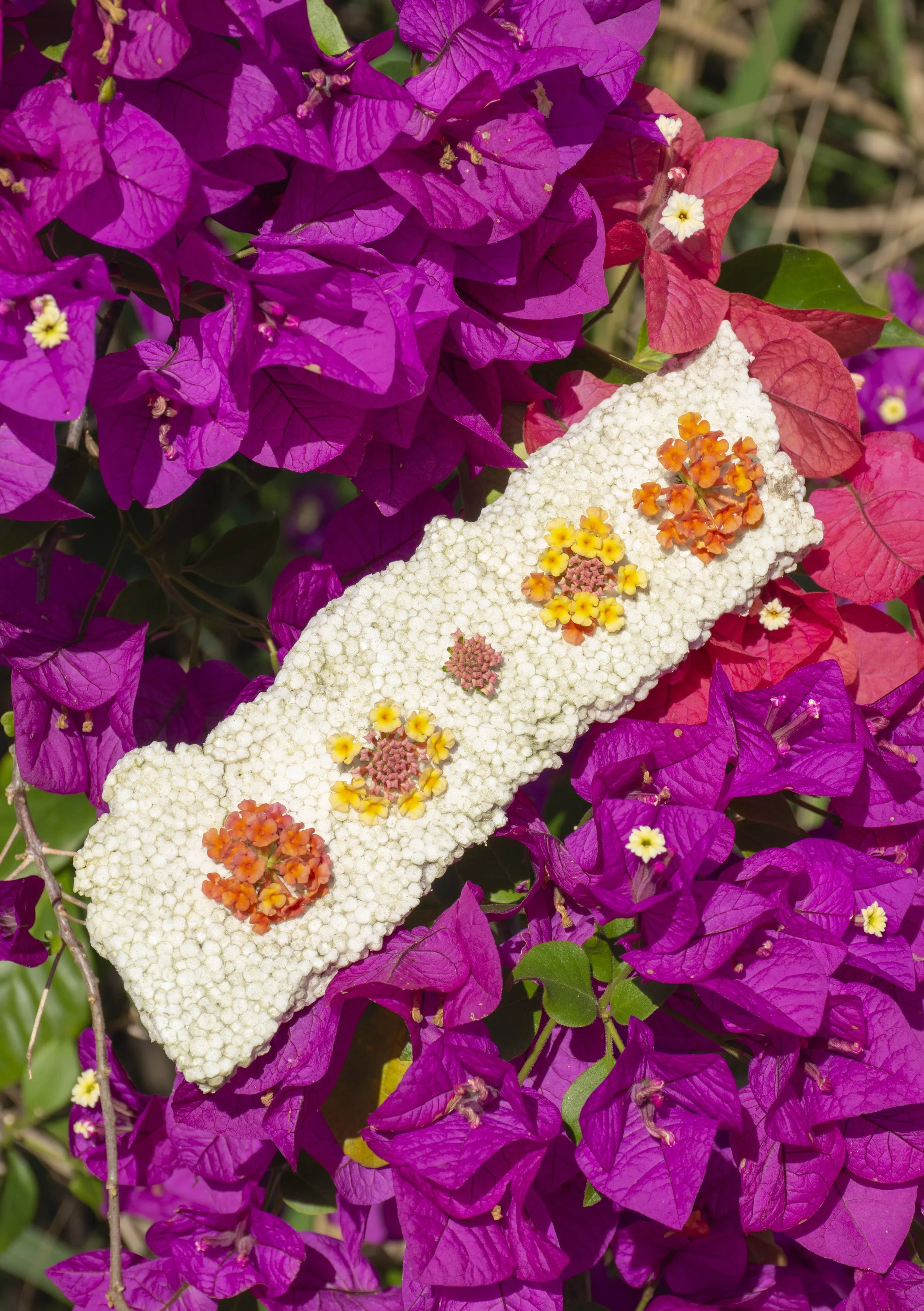 'Beautiful Invasion', Bougainvillea, Lantana, and Polysterene. Burua, Australia, 2024
