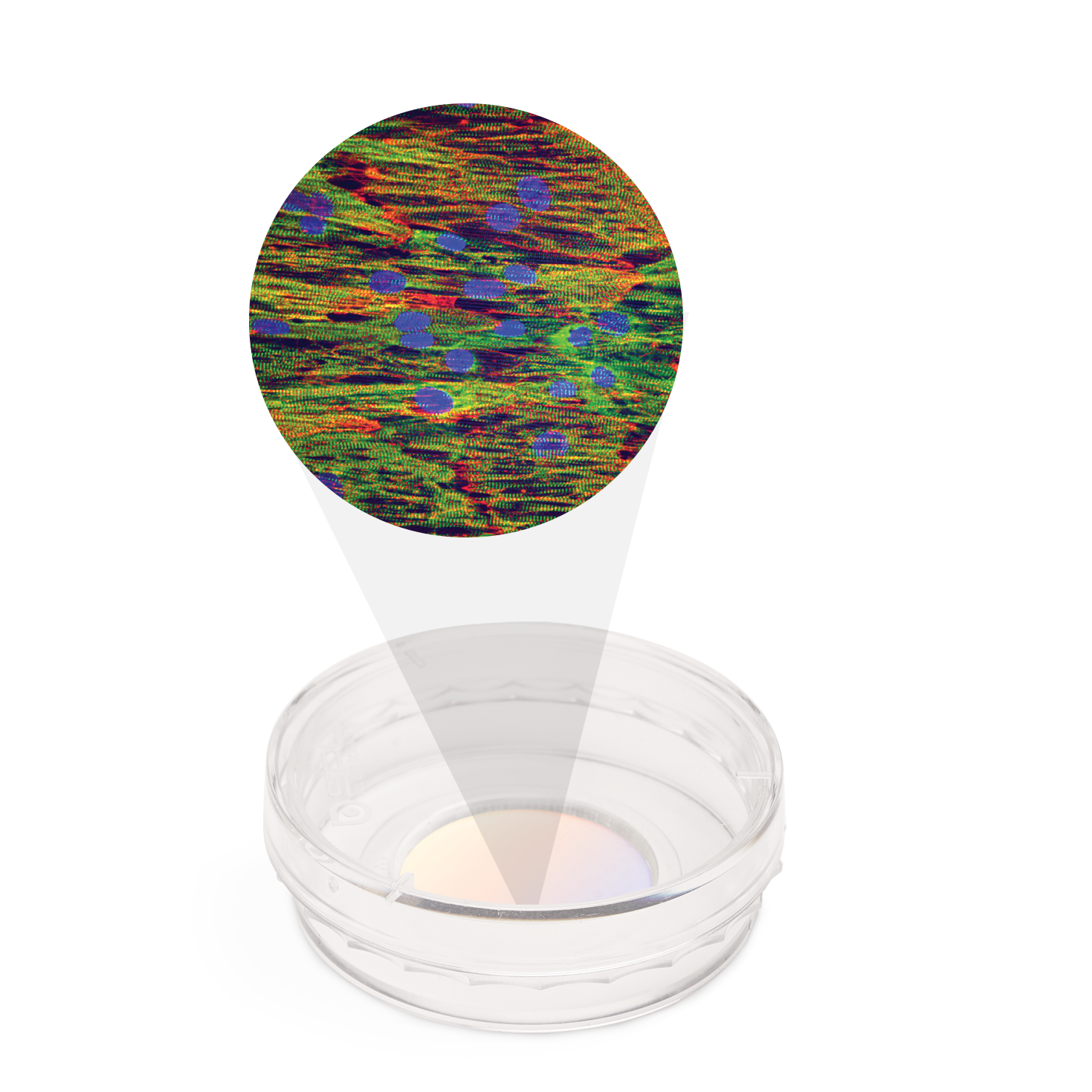 CDI iCell cardiomyocytes on a NanoSurface dish.