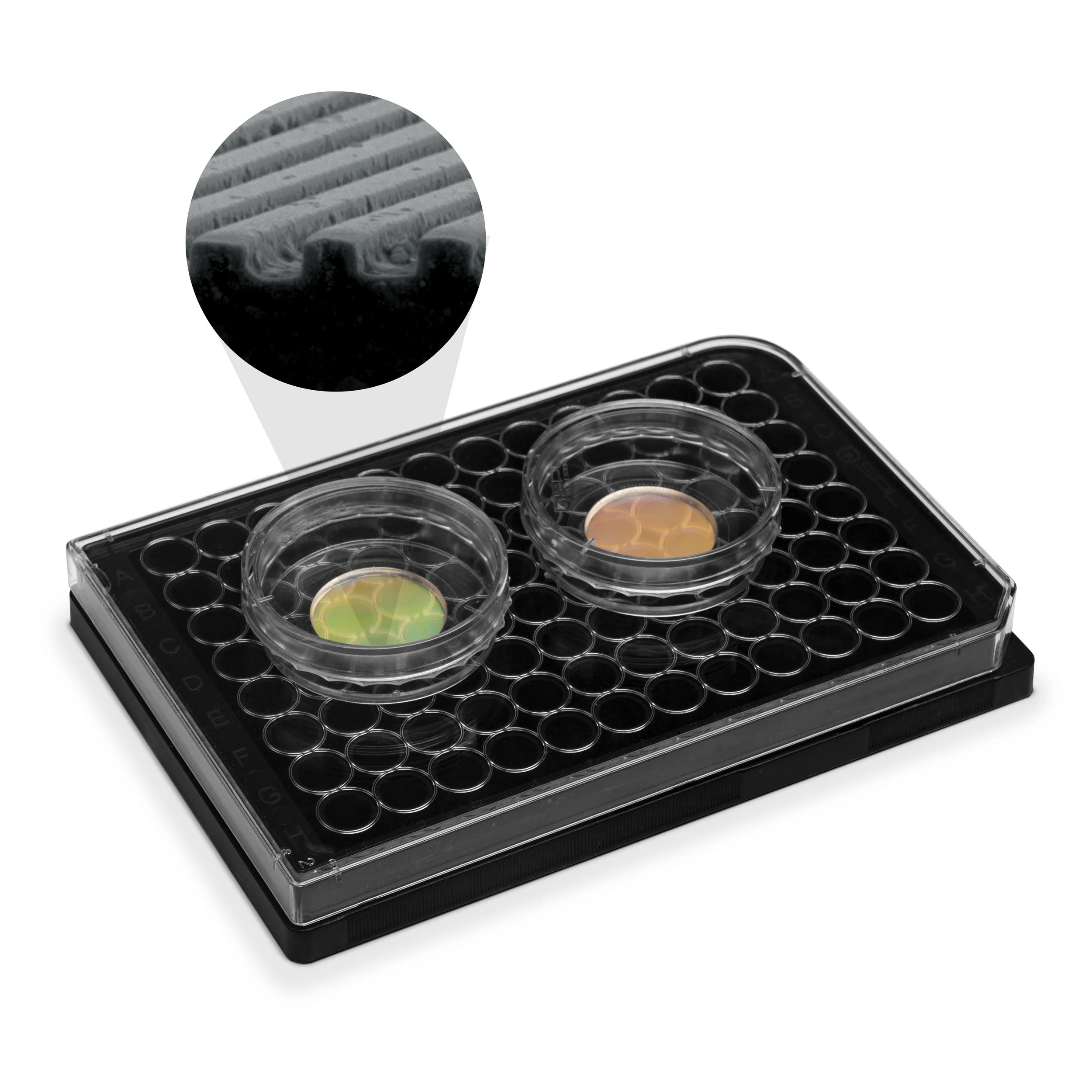 multiple-plates-spotlight.jpg