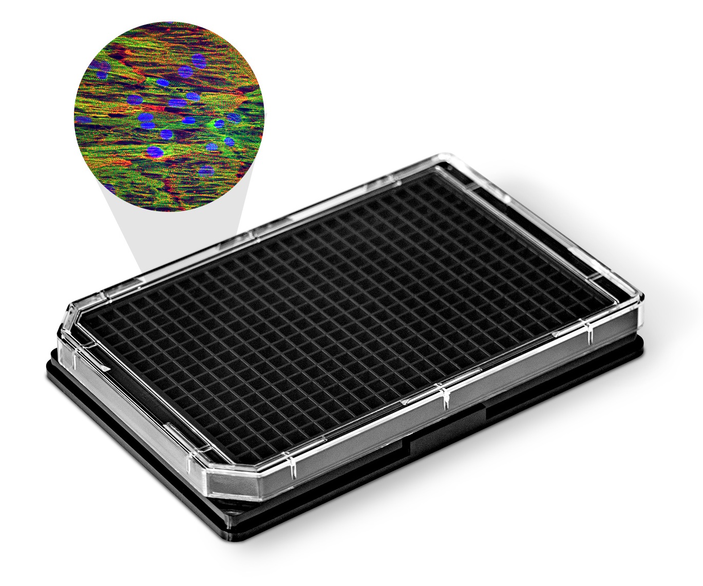 NanoSurface板上的CDI iCell心肌细胞。