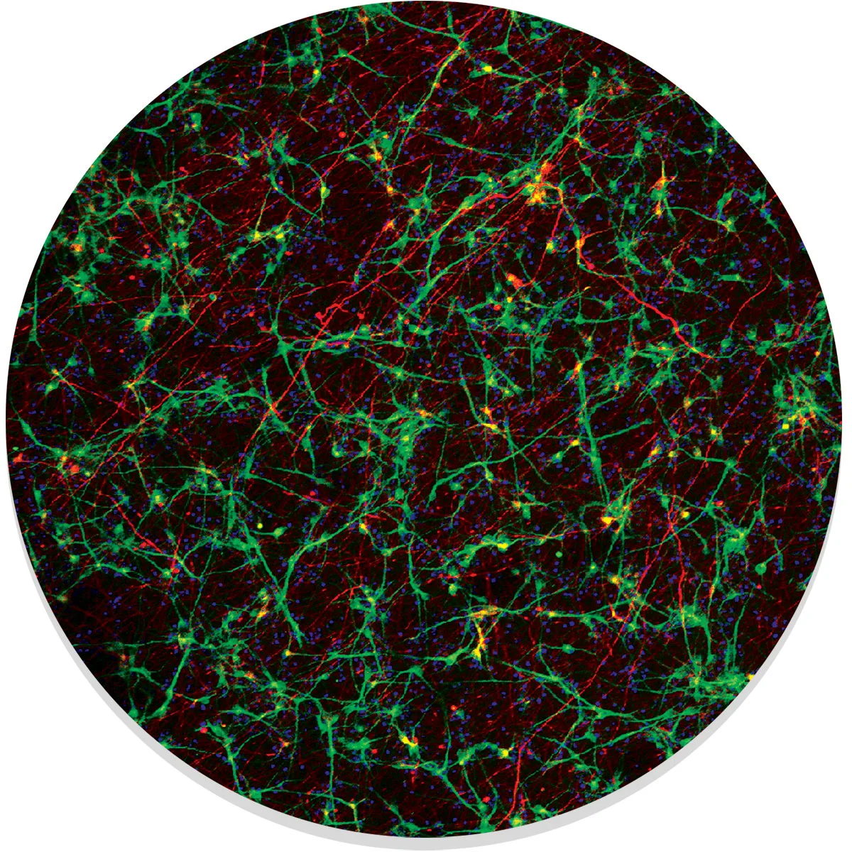 Conventional Cultureware: the orientation of neurofilaments (red) is random and less representative of in vivo models.