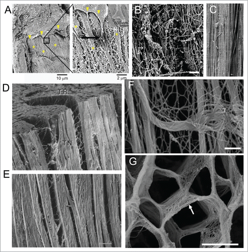 A Nanotopography Approach for Studying the Structure-function Relationships of Cells and Tissues