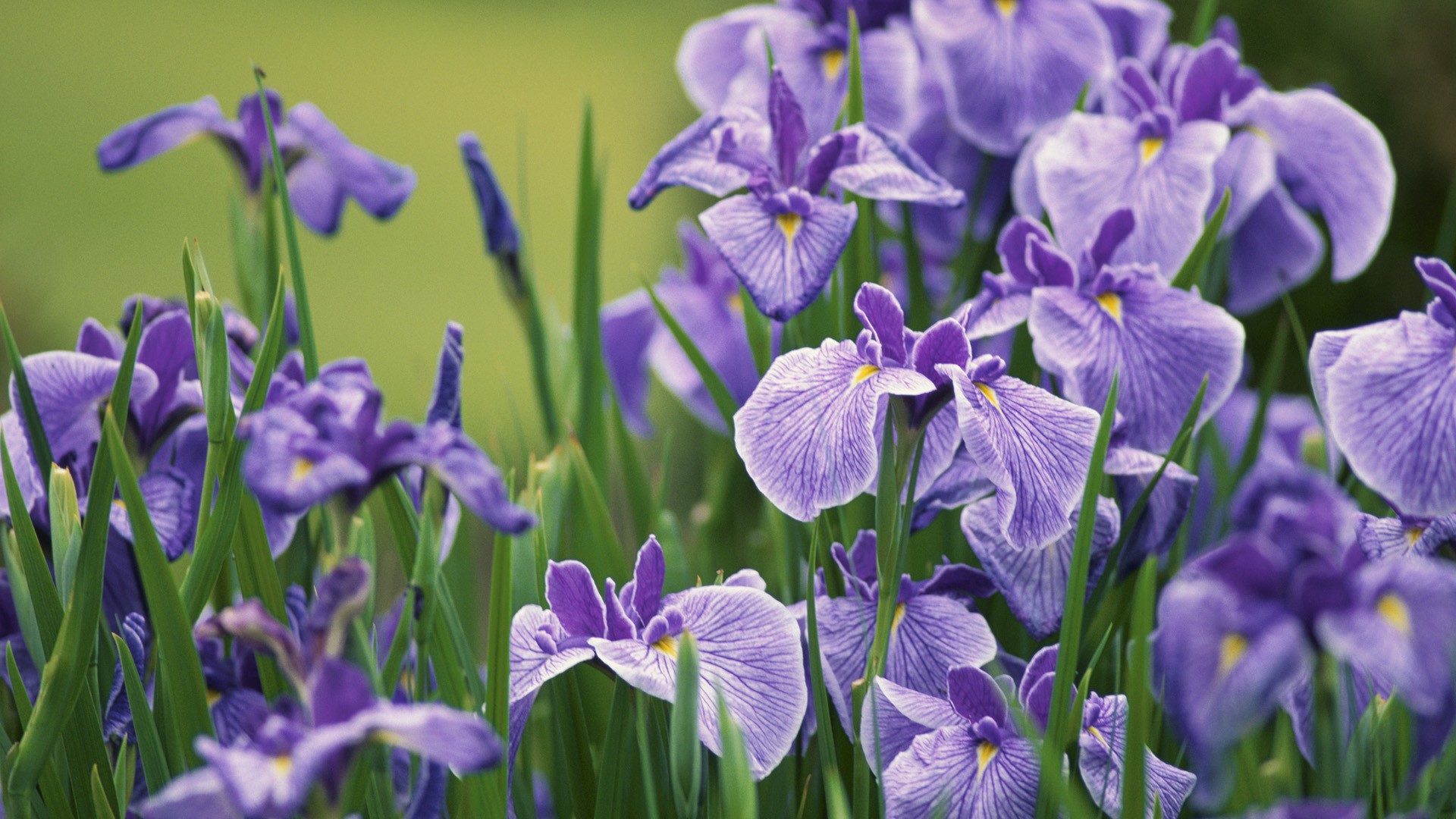 Purple-Flowers-1080x1920.jpg
