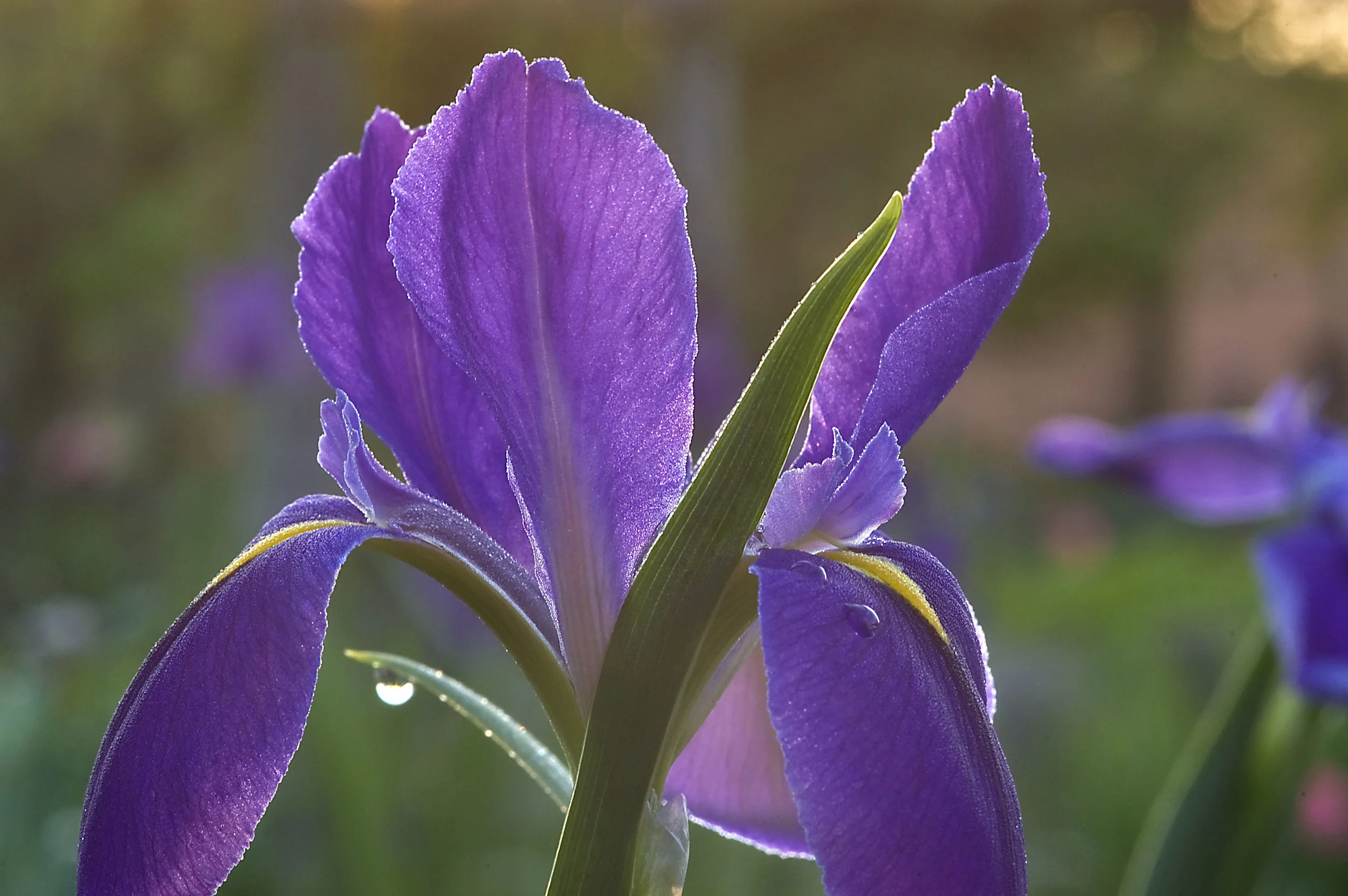 college_station_brenham-blue_iris_dew_tamu_horticultural.jpg