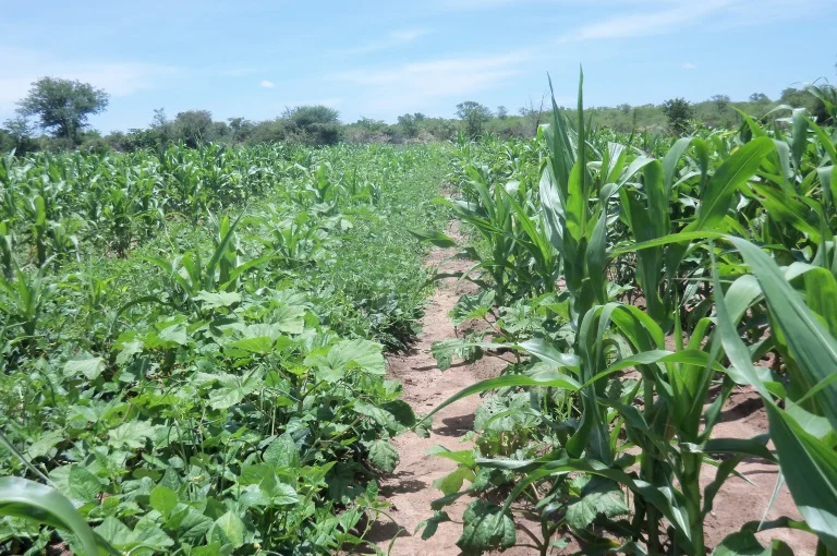 Figure 1: Diversified farming in a field in Mtoko Zimbabwe 
