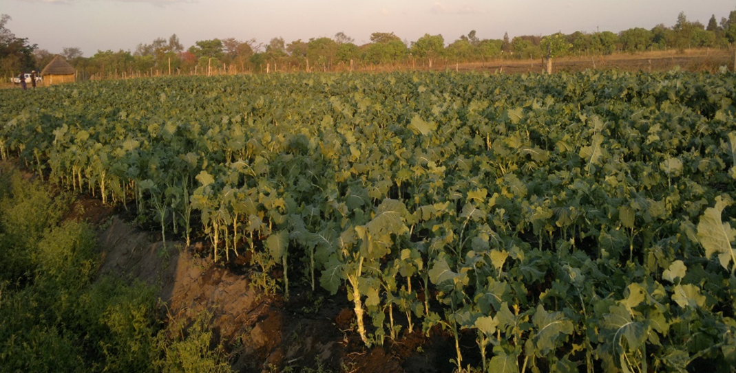Figure SEQ Figure \* ARABIC 3 : Vegetable farming in Chiota Communal lands, Mashonaland East Province, Zimbabwe (2015)