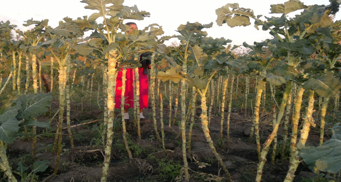 Figure SEQ Figure \* ARABIC 4 : Vegetables under continual harvesting now over 1.6m height in Chiota
