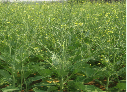 Figure 2: Brassica carinata (chemberedzagumhana) in vegetative and flowering periods