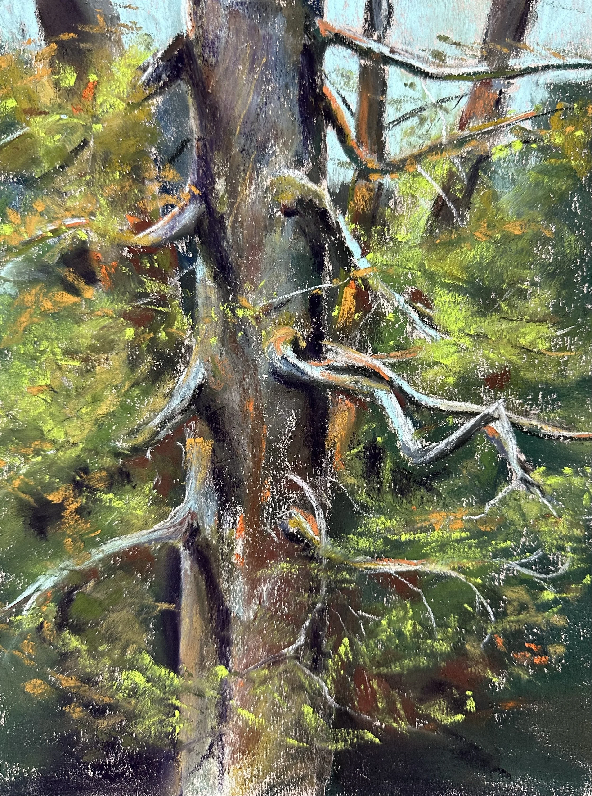Grasping Pine Midday Pastel on Paper 220 dollars