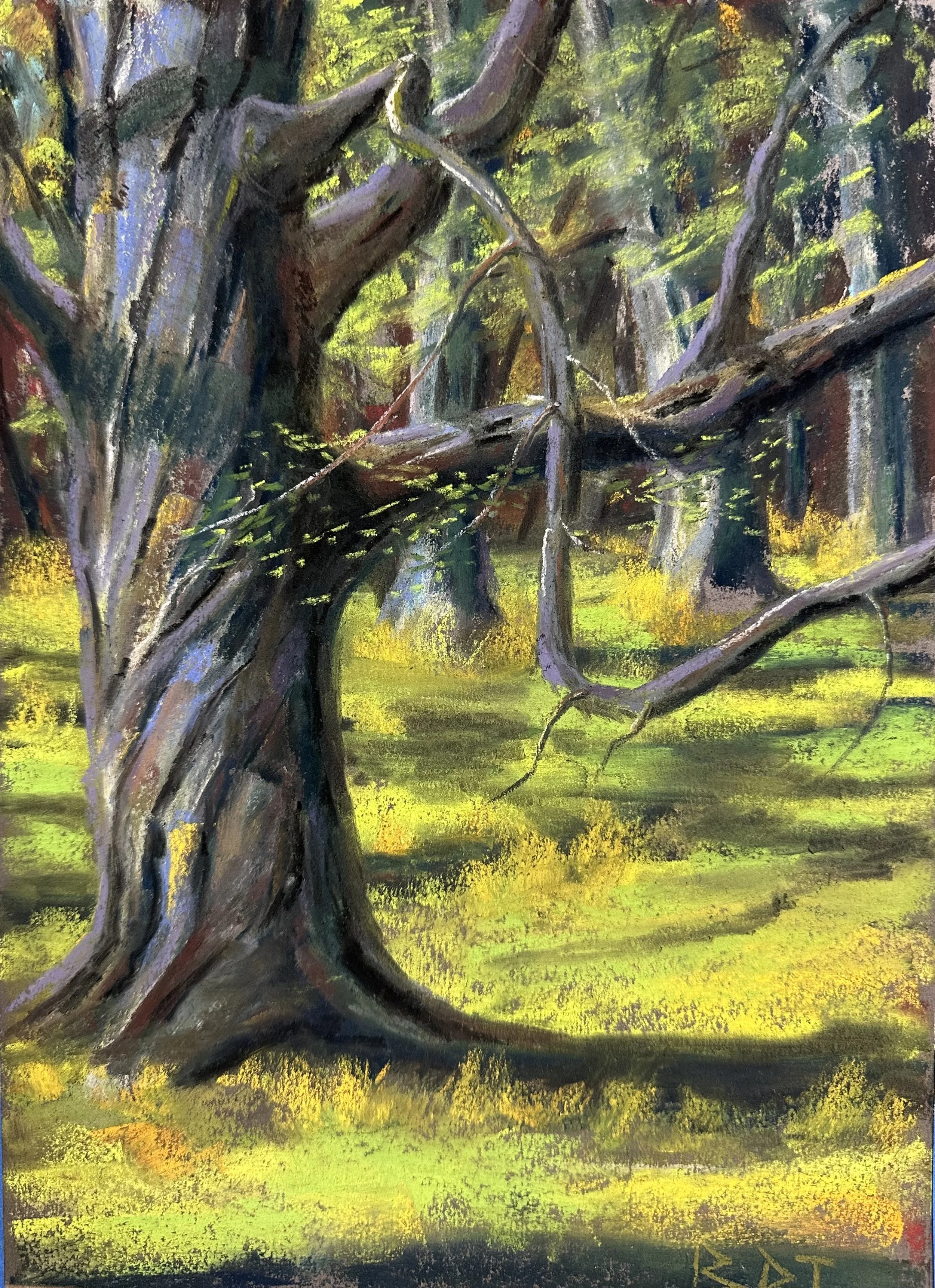 The Moaning Elephant Tree
Pastel on Paper 
9 x 12- Available $220
